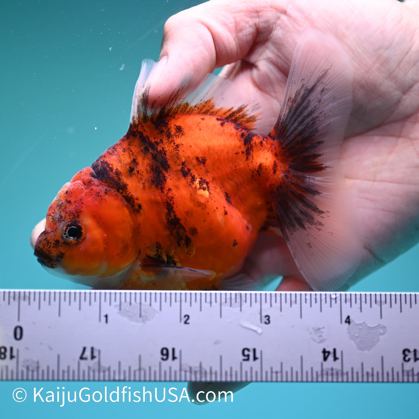 Tiger Oranda 3.5 inches (240426_OR10) - Kaiju Goldfish USA