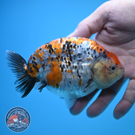 Tricolor Ranchu 5 inch Body (250815_RC10)