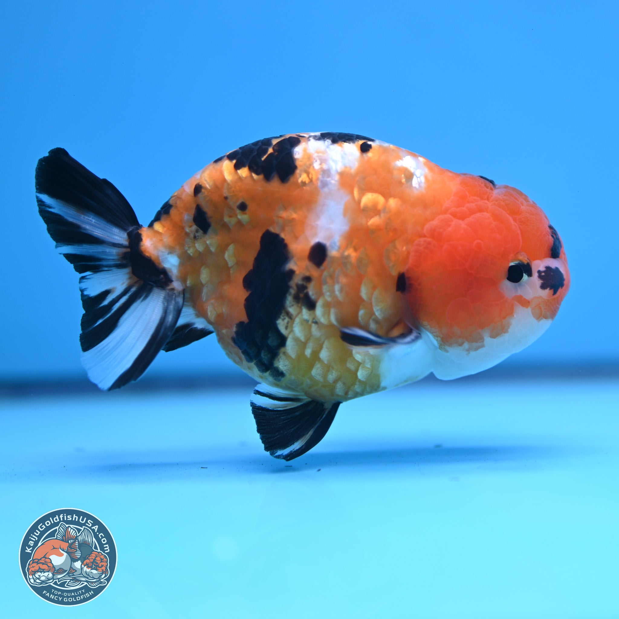 Goldfish Ranchu Cow Ranchu Goldfish for Sale | Kaiju Goldfish USA