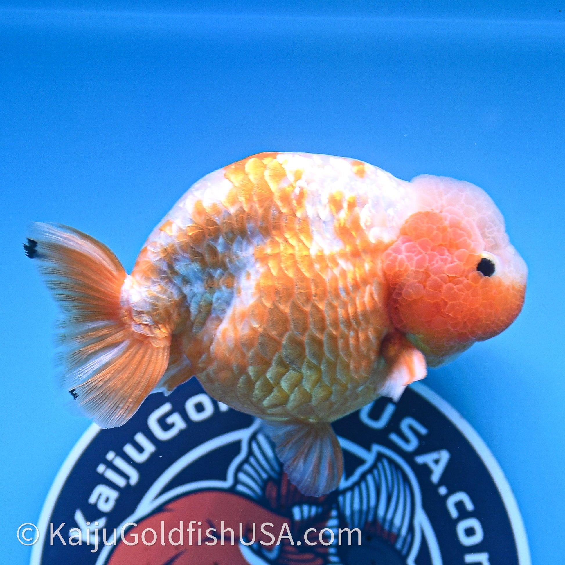 Shogun Red White Ranchu 4.5 in Body (240719_RC10) - Kaiju Goldfish USA