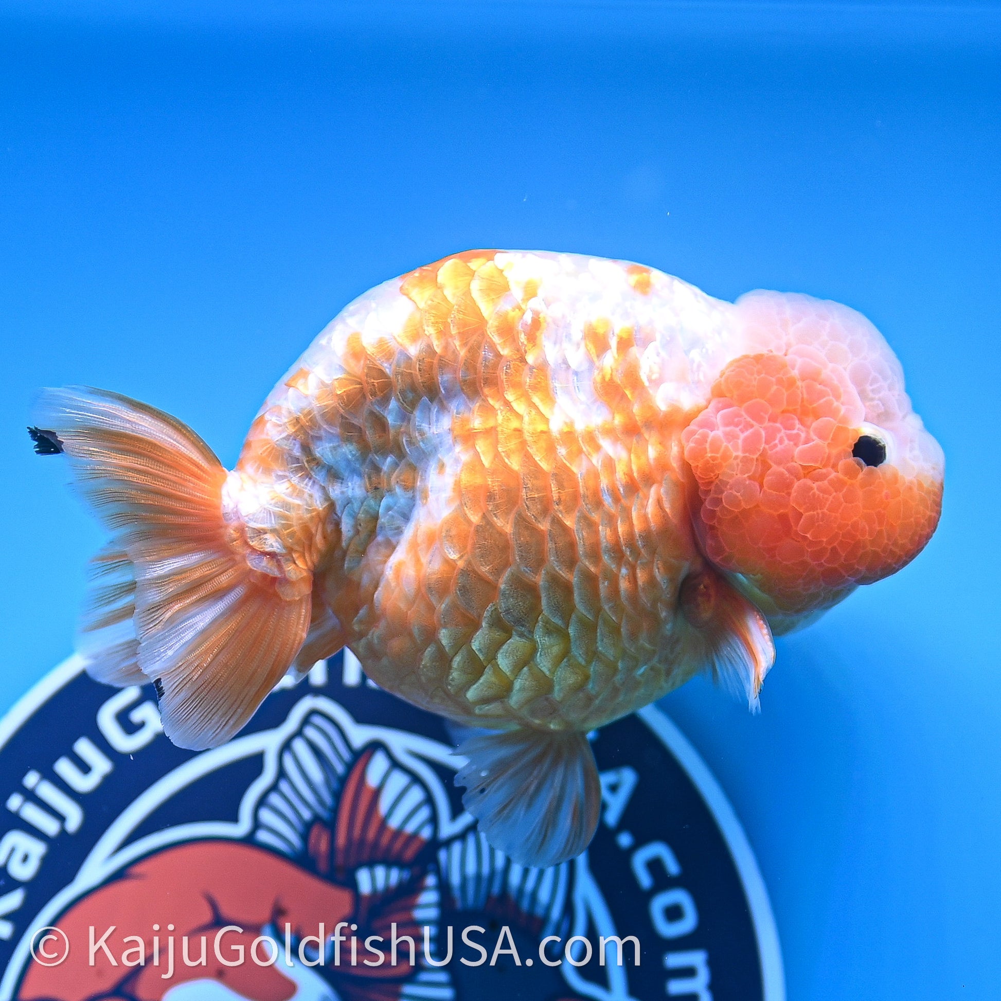 Shogun Red White Ranchu 4.5 in Body (240719_RC10) - Kaiju Goldfish USA