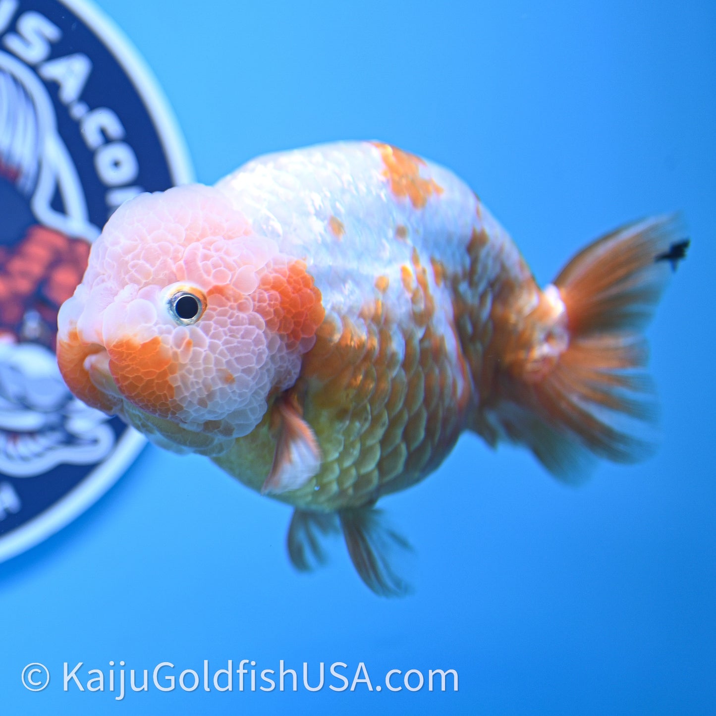 Shogun Red White Ranchu 4.5 in Body (240719_RC10) - Kaiju Goldfish USA