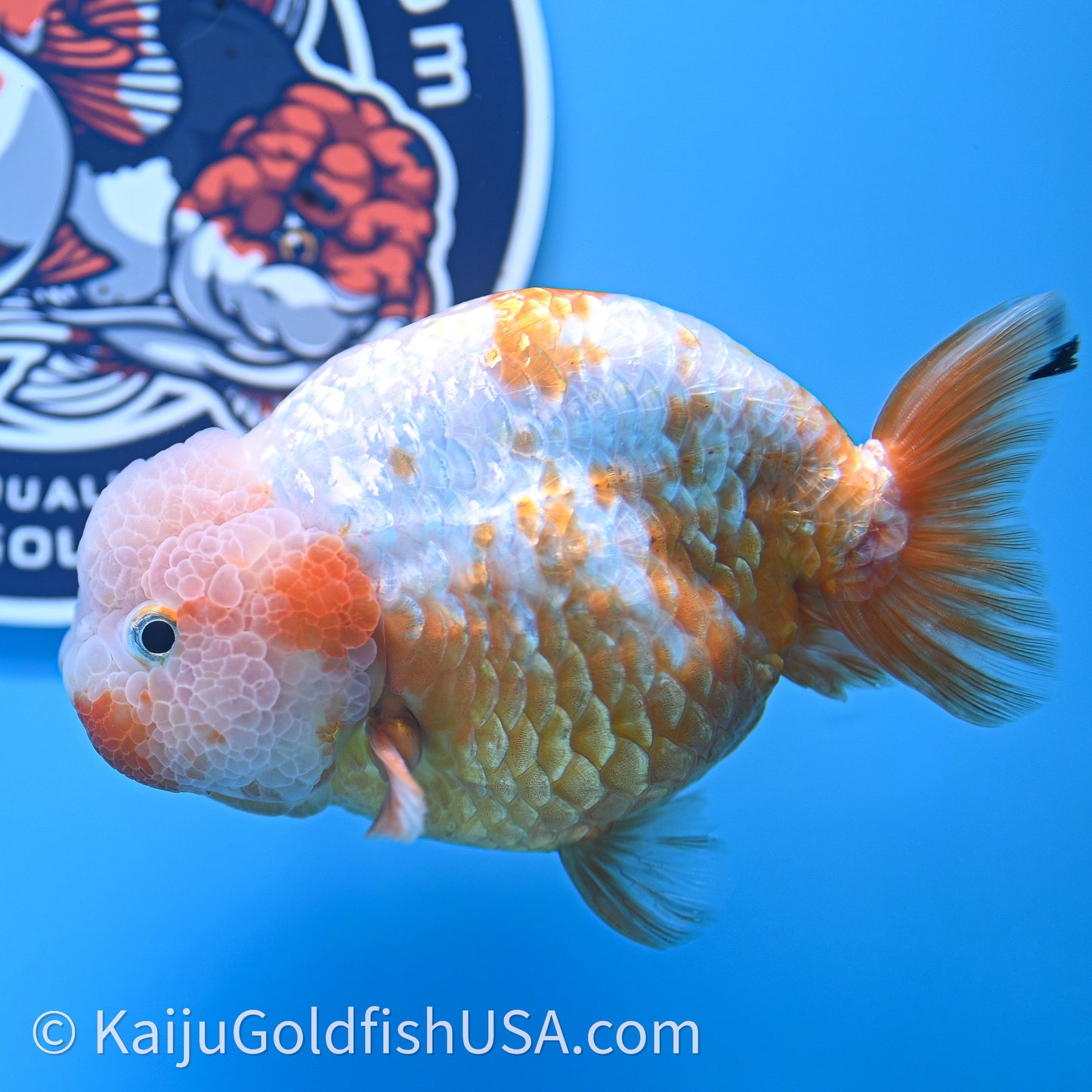 Shogun Red White Ranchu 4.5 in Body (240719_RC10) - Kaiju Goldfish USA