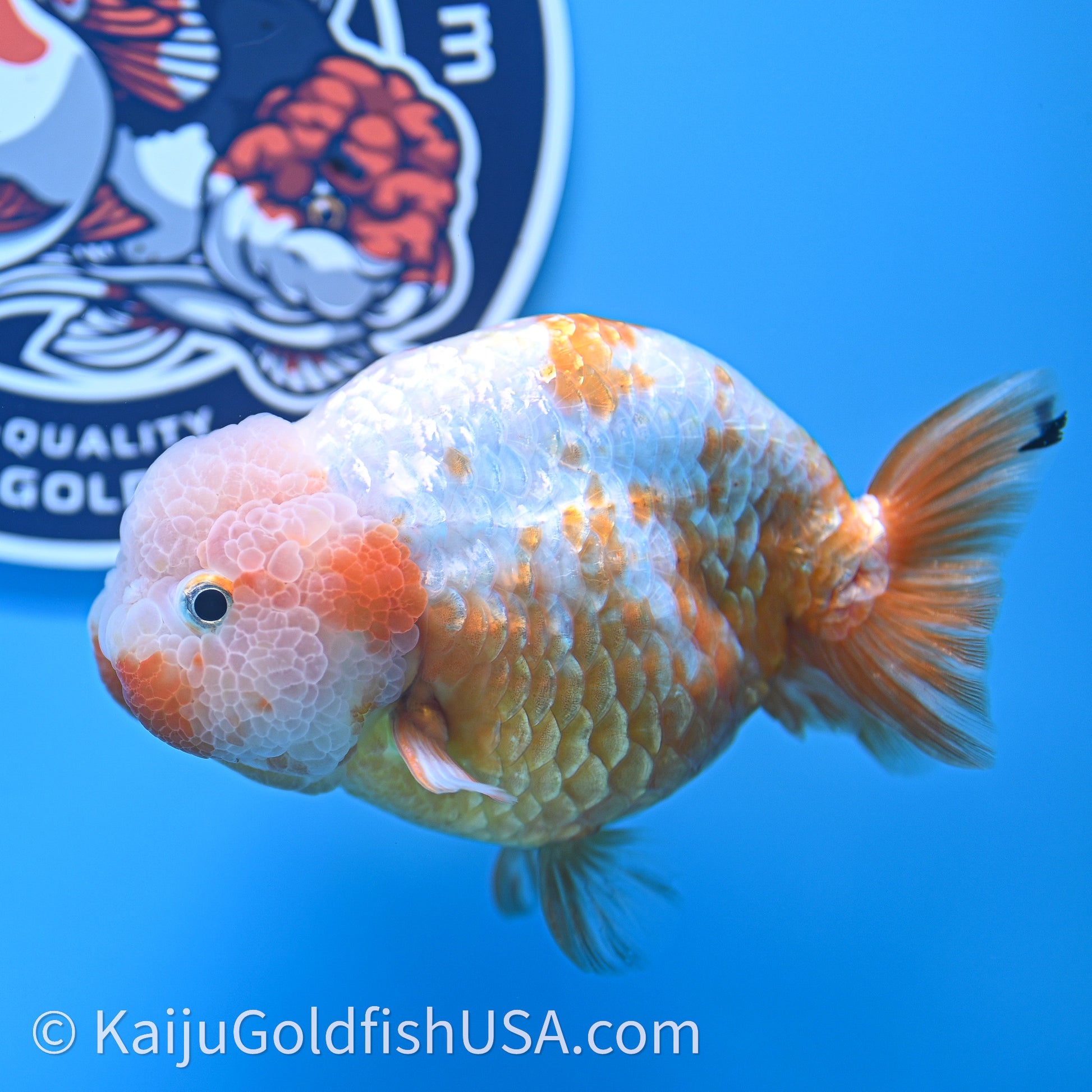 Shogun Red White Ranchu 4.5 in Body (240719_RC10) - Kaiju Goldfish USA