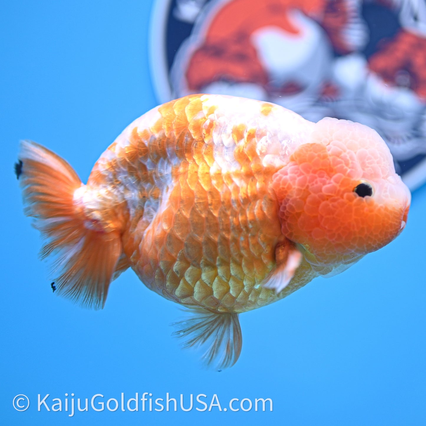 Shogun Red White Ranchu 4.5 in Body (240719_RC10) - Kaiju Goldfish USA