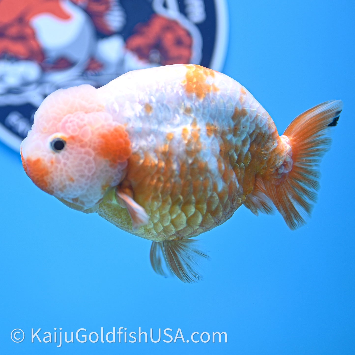 Shogun Red White Ranchu 4.5 in Body (240719_RC10) - Kaiju Goldfish USA