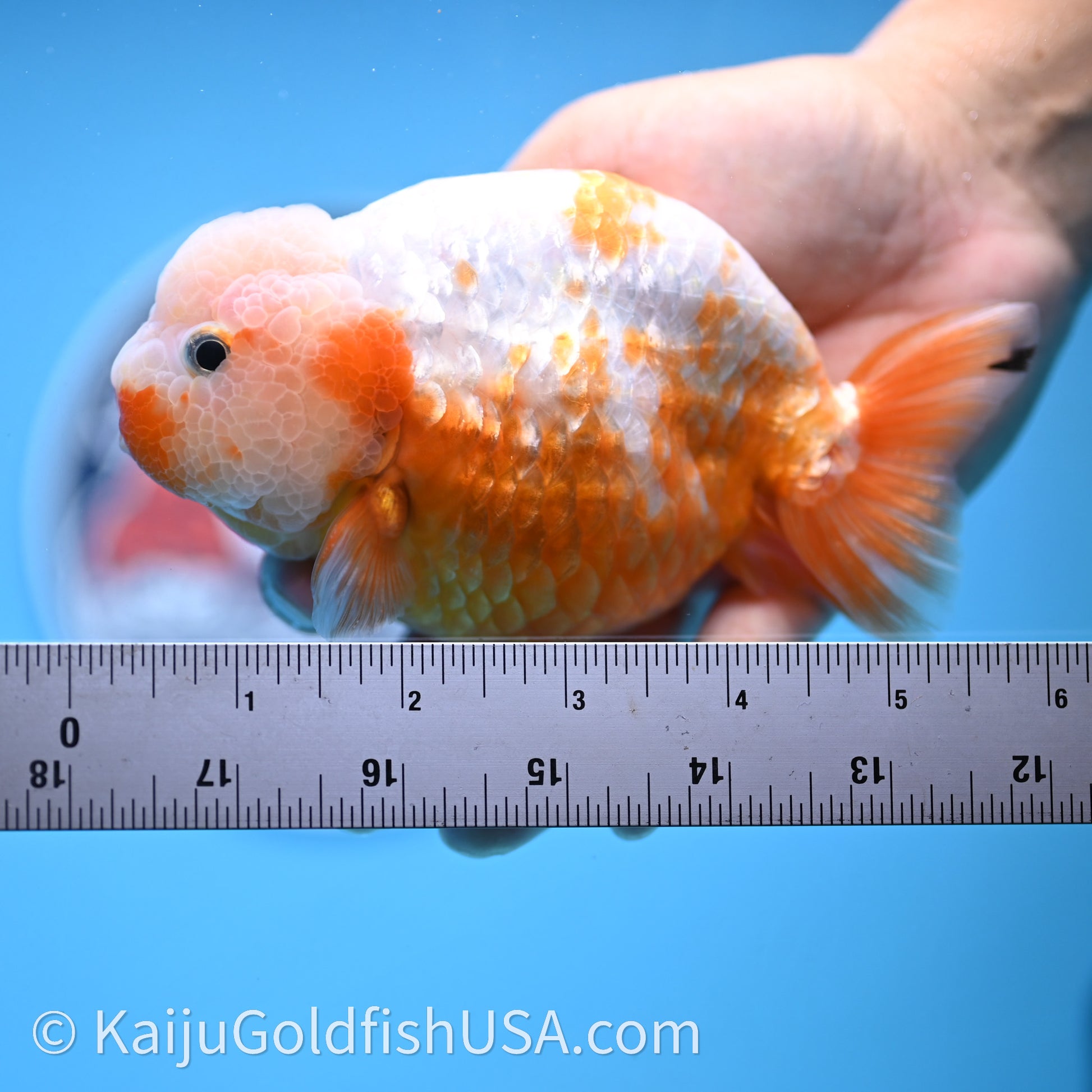 Shogun Red White Ranchu 4.5 in Body (240719_RC10) - Kaiju Goldfish USA