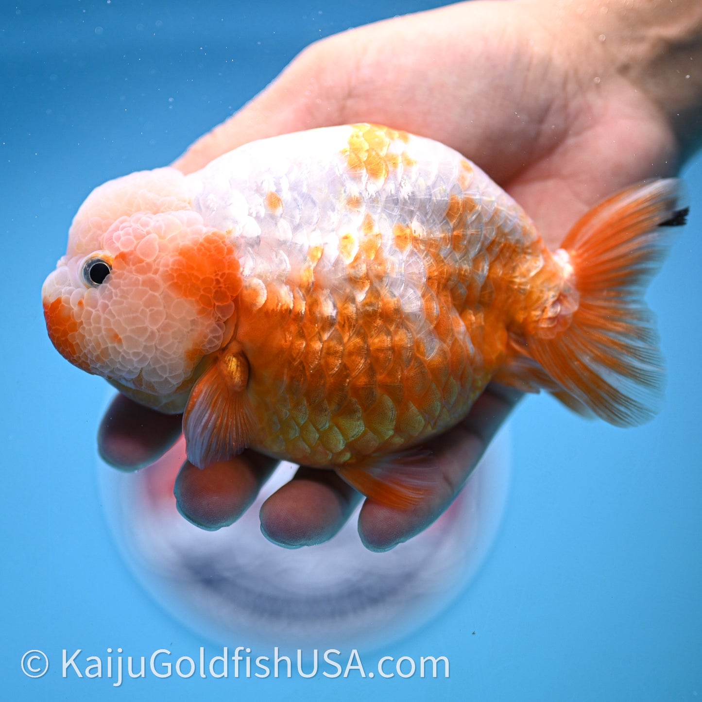 Shogun Red White Ranchu 4.5 in Body (240719_RC10) - Kaiju Goldfish USA