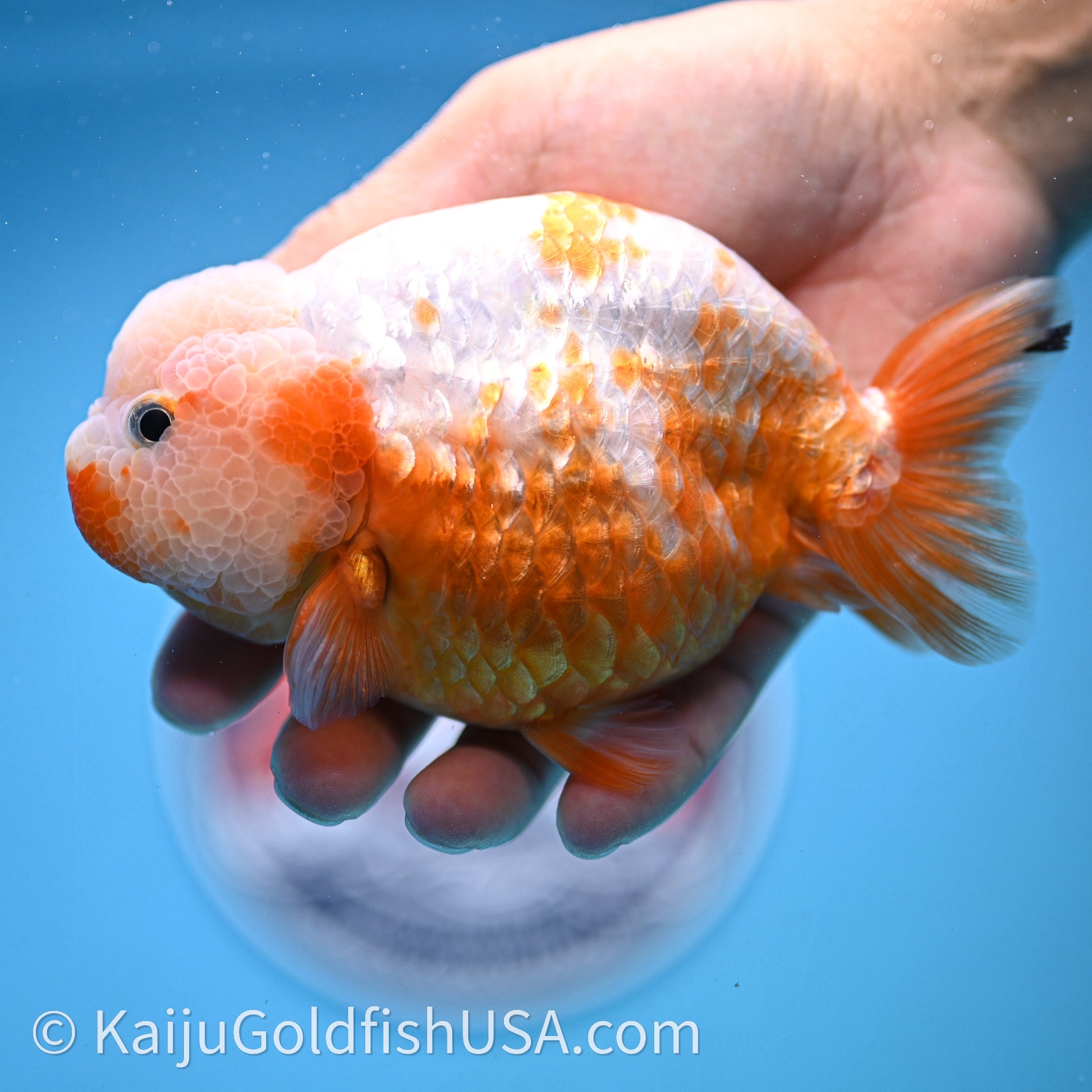 Shogun Red White Ranchu 4.5 in Body (240719_RC10) - Kaiju Goldfish USA