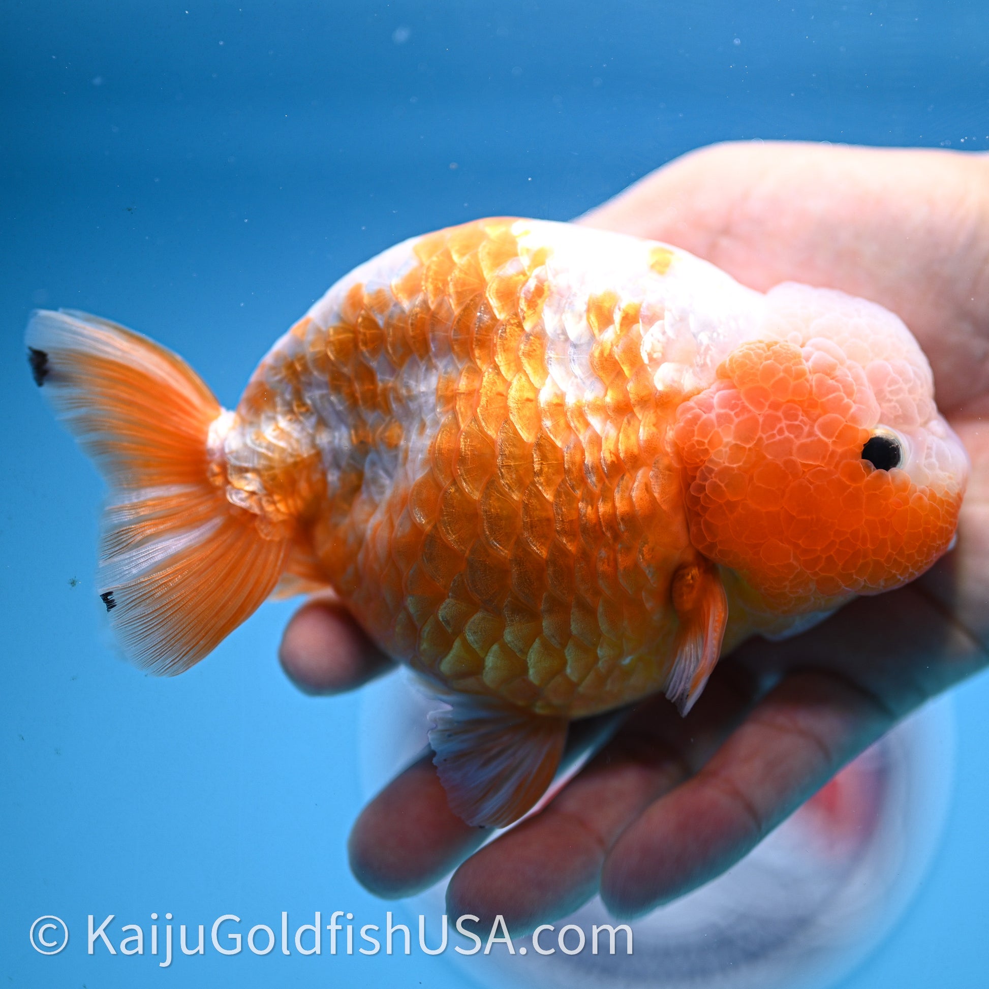 Shogun Red White Ranchu 4.5 in Body (240719_RC10) - Kaiju Goldfish USA