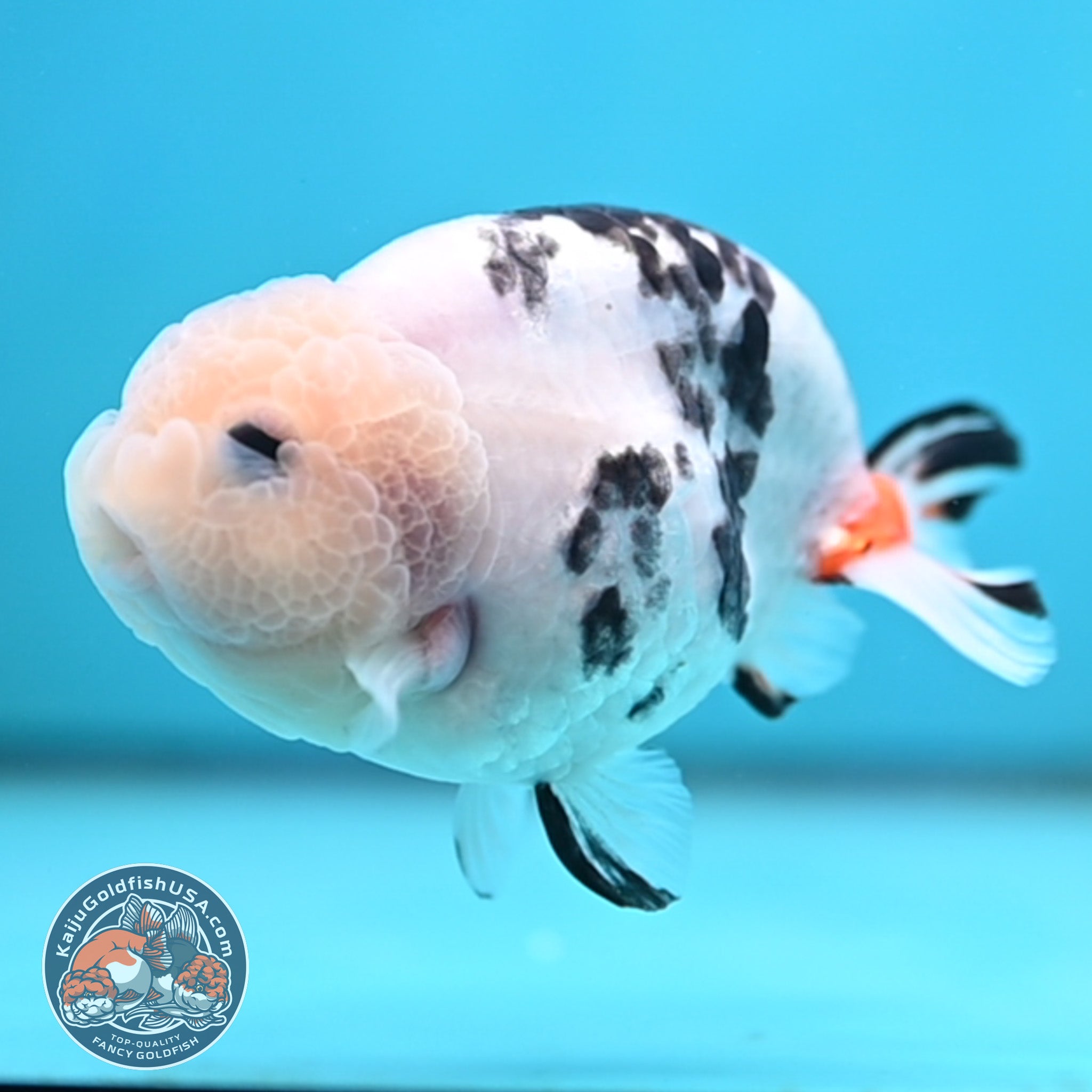 Cow Ranchu Goldfish for Sale | Kaiju Goldfish USA