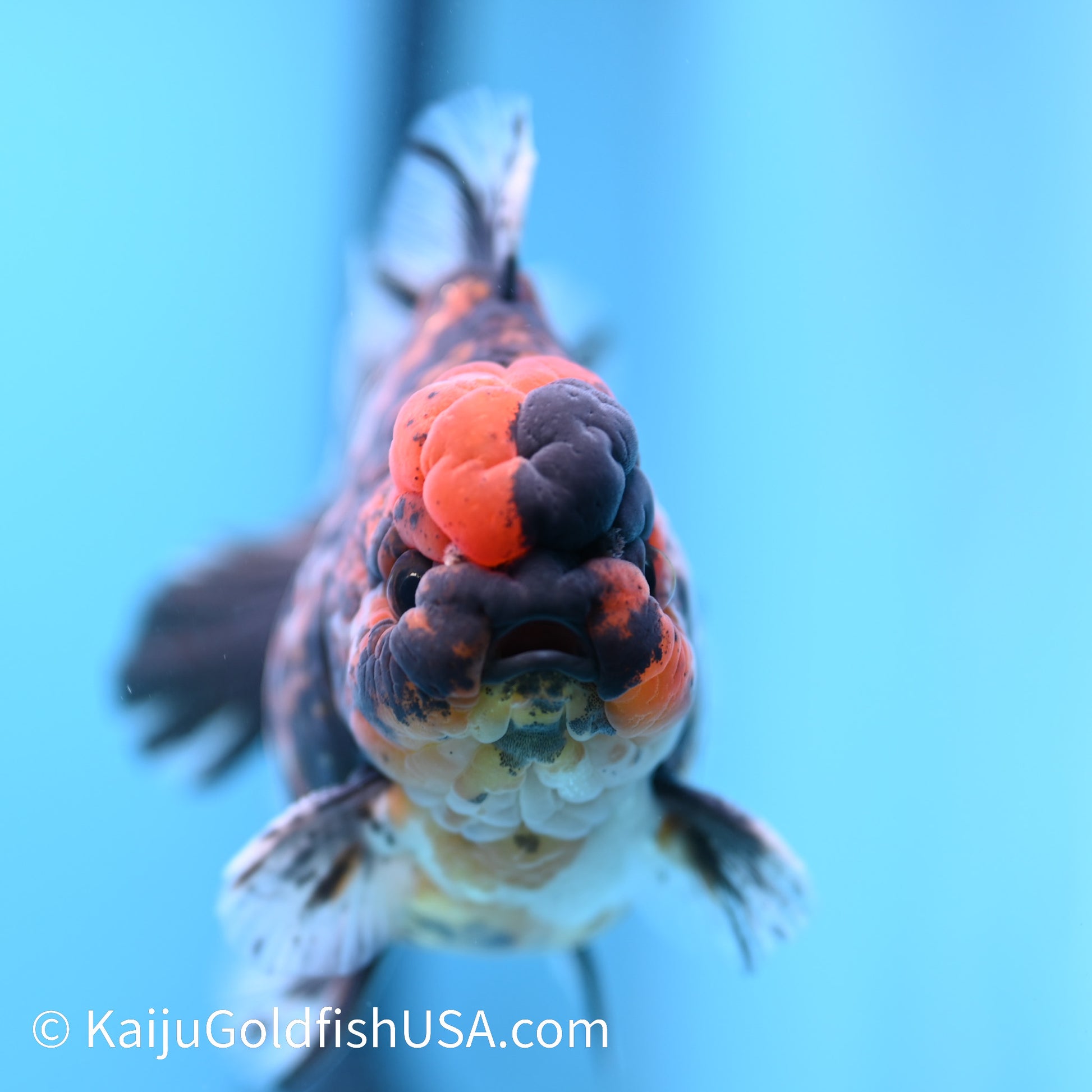 Tricolor Tiger YuanBao Oranda 4.5-5 inches (240308_OR10) - Kaiju Goldfish USA