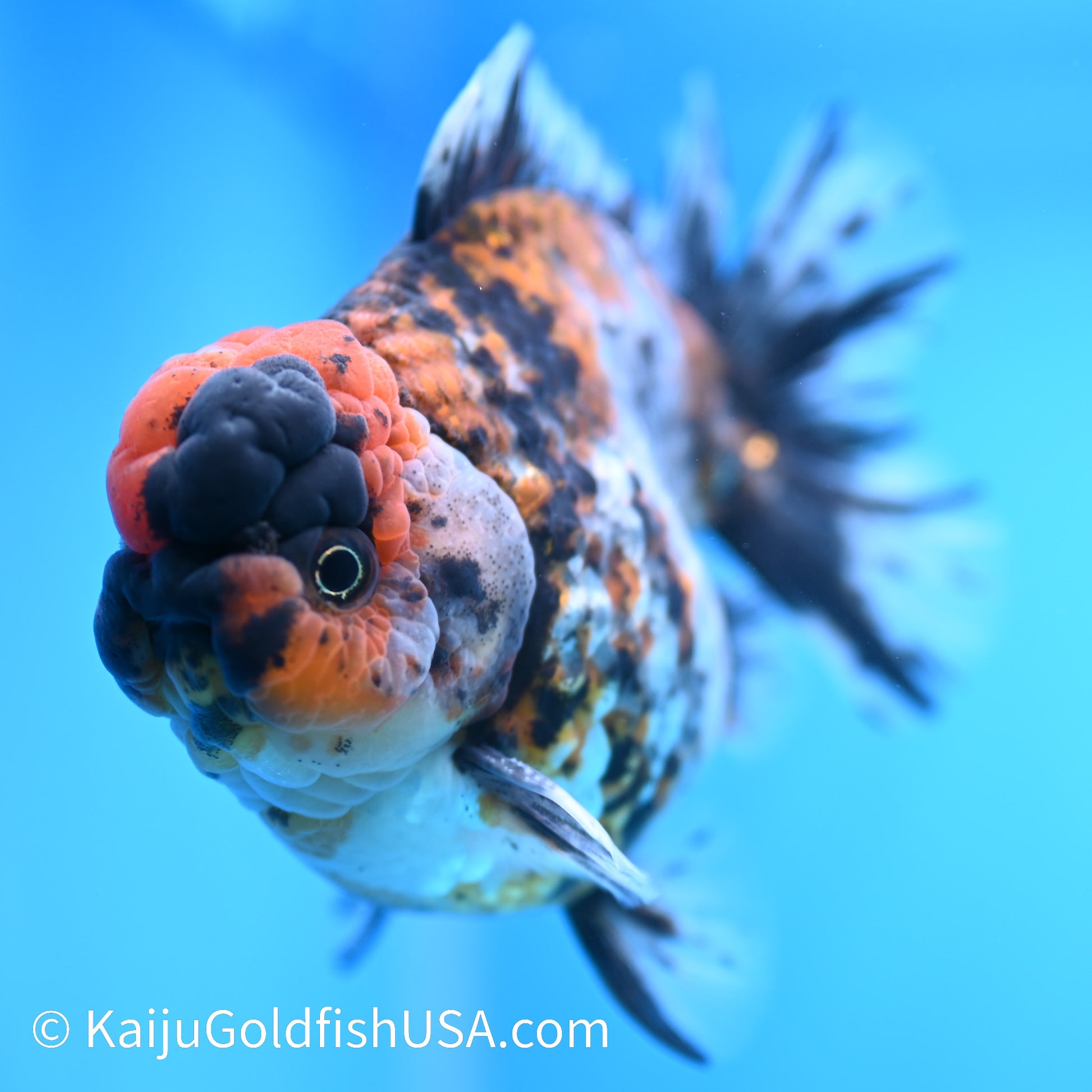 Tricolor Tiger YuanBao Oranda 4.5-5 inches (240308_OR10) - Kaiju Goldfish USA