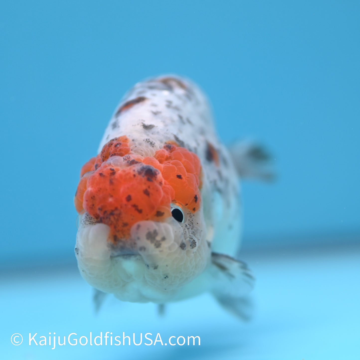 Blue Based Kirin Ranchu 3.5-4 inches (240301_RC10) - Kaiju Goldfish USA