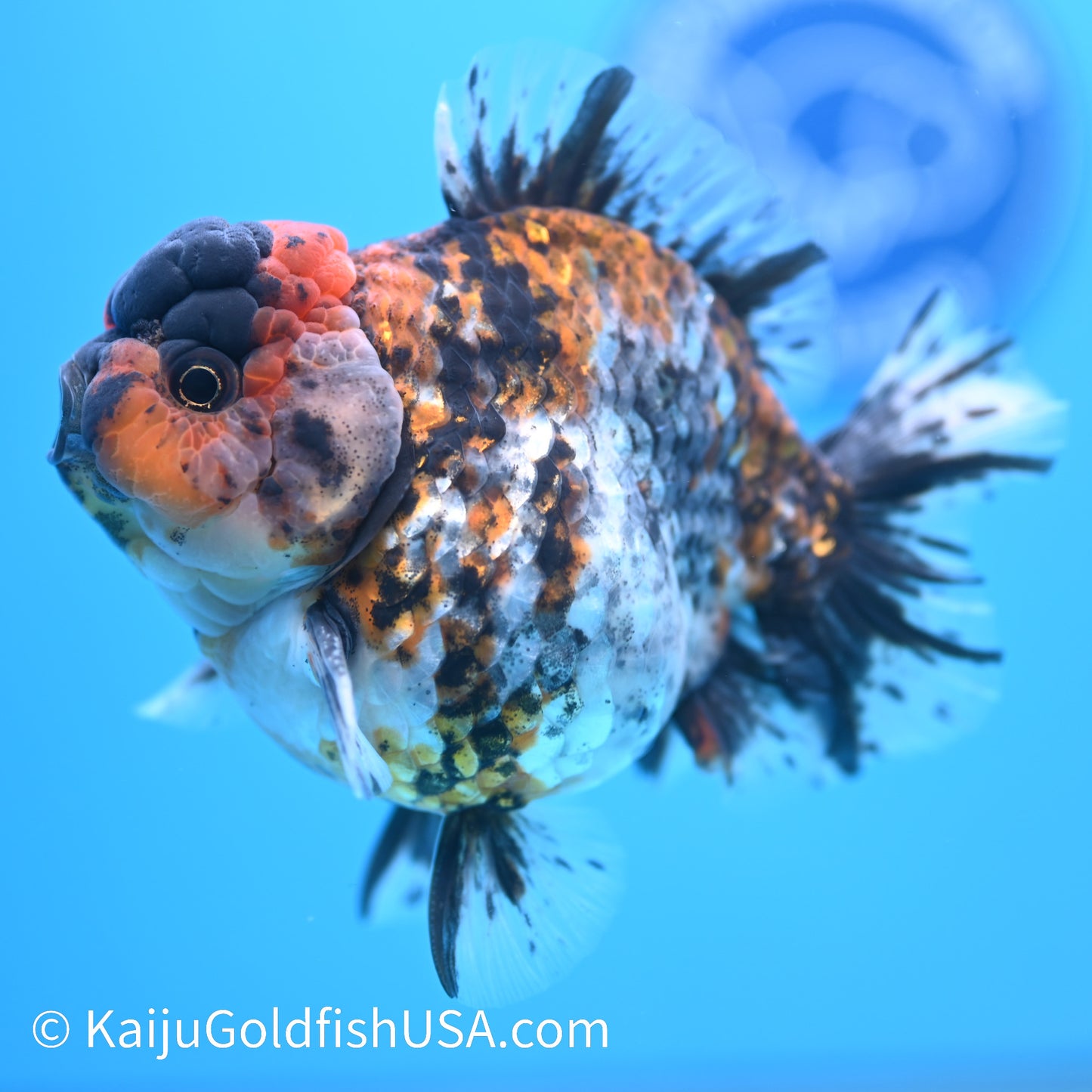 Tricolor Tiger YuanBao Oranda 4.5-5 inches (240308_OR10) - Kaiju Goldfish USA