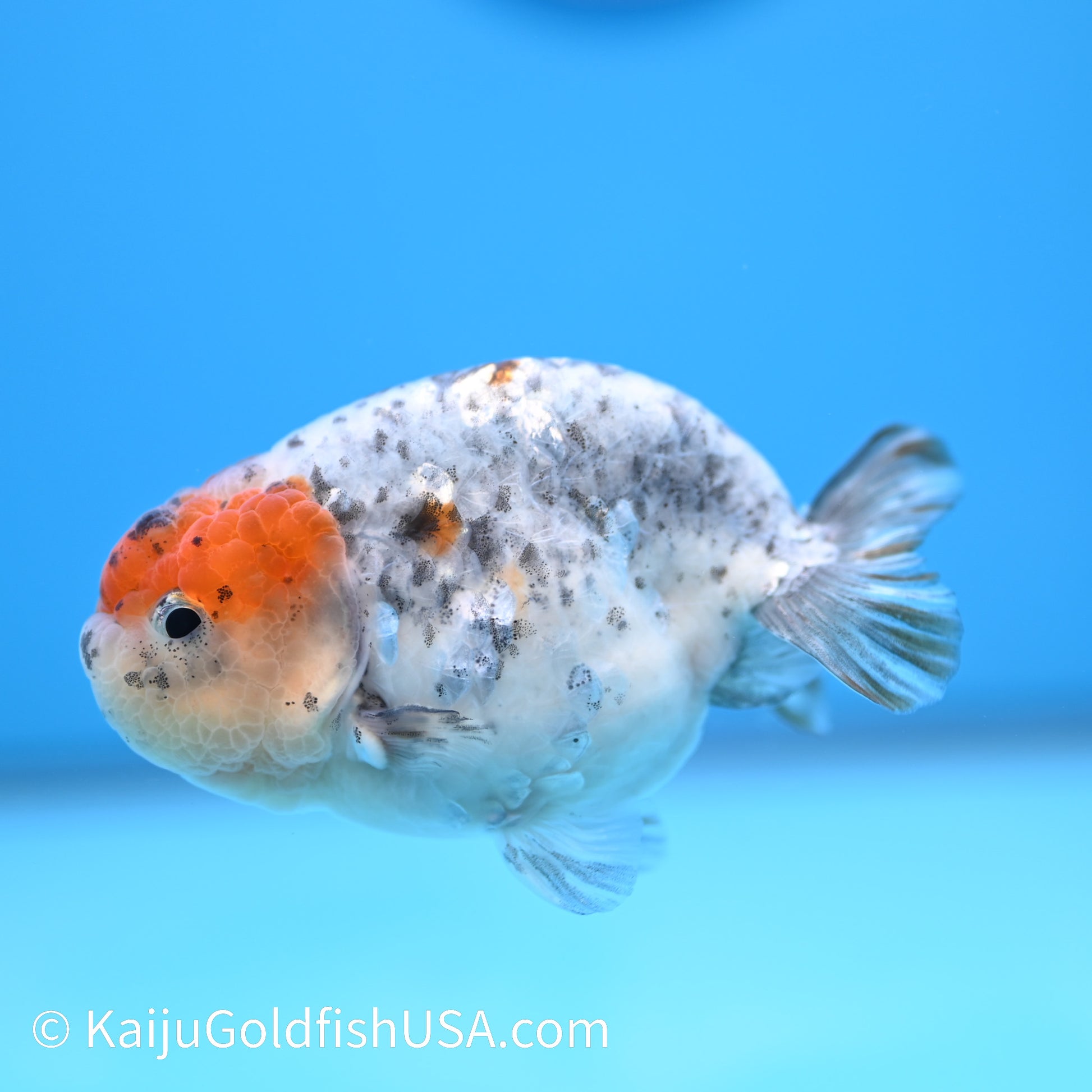 Blue Based Kirin Ranchu 3.5-4 inches (240301_RC10) - Kaiju Goldfish USA