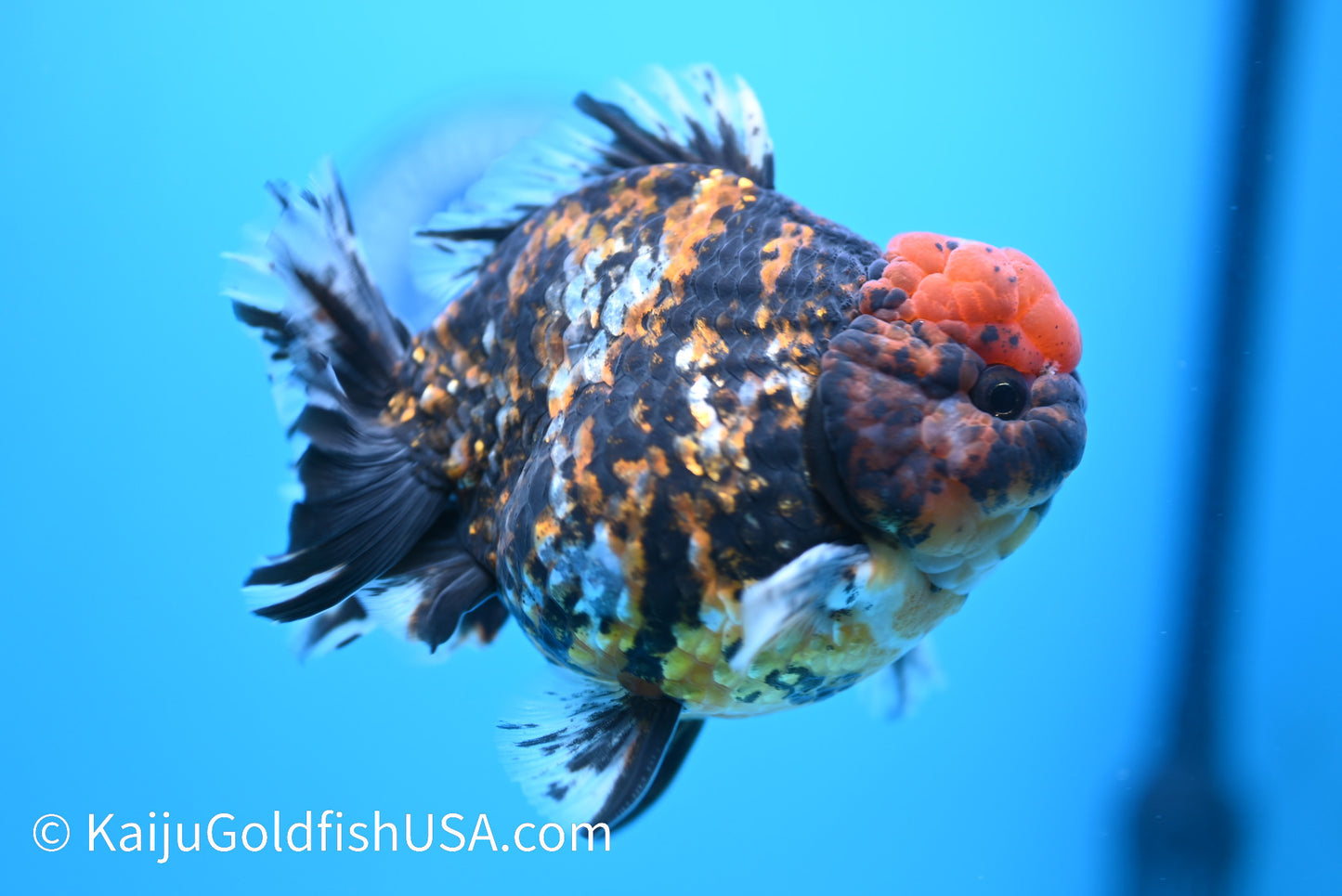 Tricolor Tiger YuanBao Oranda 4.5-5 inches (240308_OR10) - Kaiju Goldfish USA