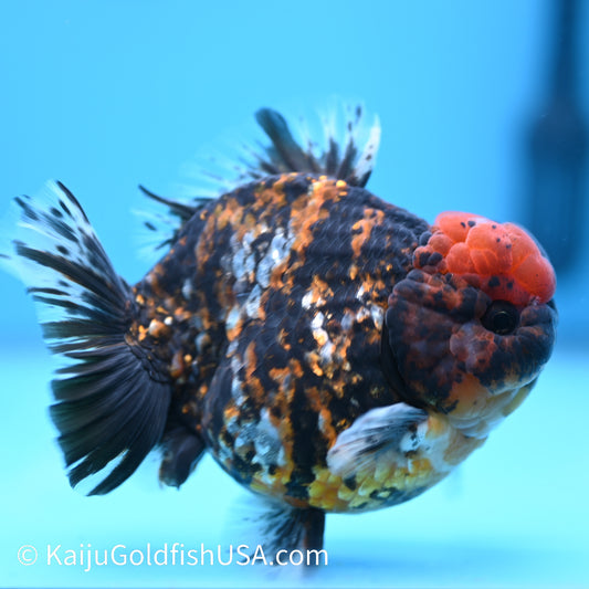 Tricolor Tiger YuanBao Oranda 4.5-5 inches (240308_OR10) - Kaiju Goldfish USA