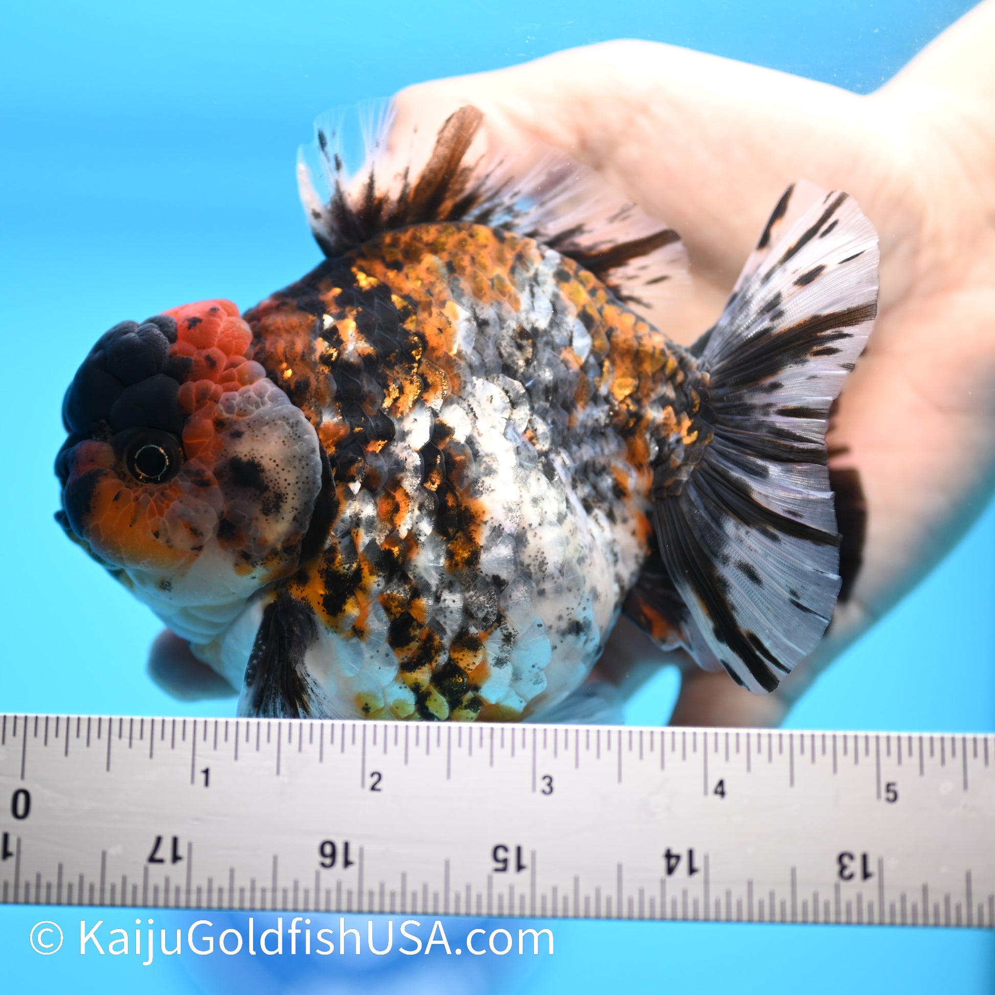 Tricolor Tiger YuanBao Oranda 4.5-5 inches (240308_OR10) - Kaiju Goldfish USA