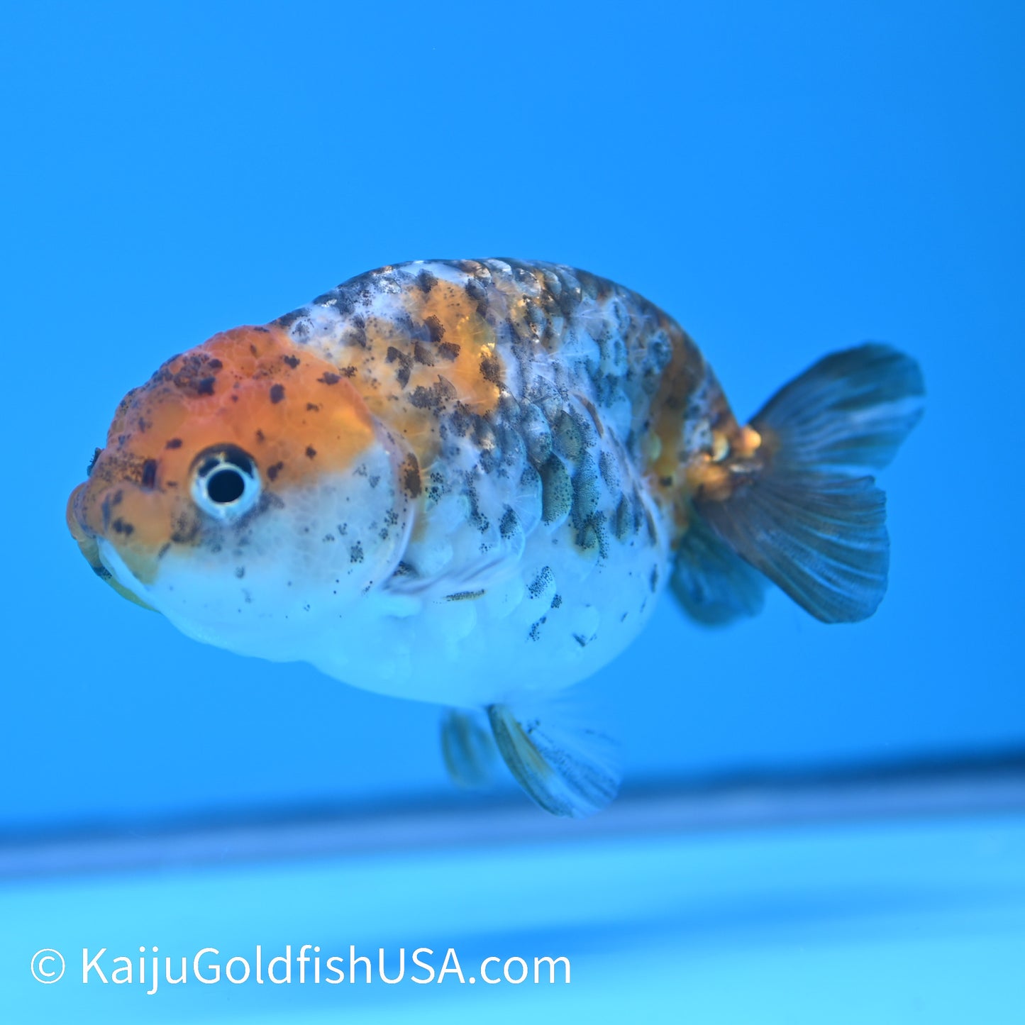 Calico Ranchu 3.5-4 inches (240301_RC11) - Kaiju Goldfish USA