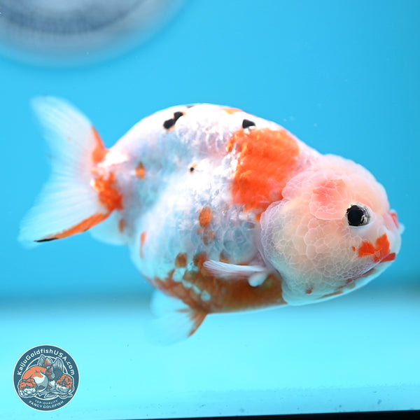 Tricolor Ranchu Goldfish for Sale | Kaiju Goldfish USA