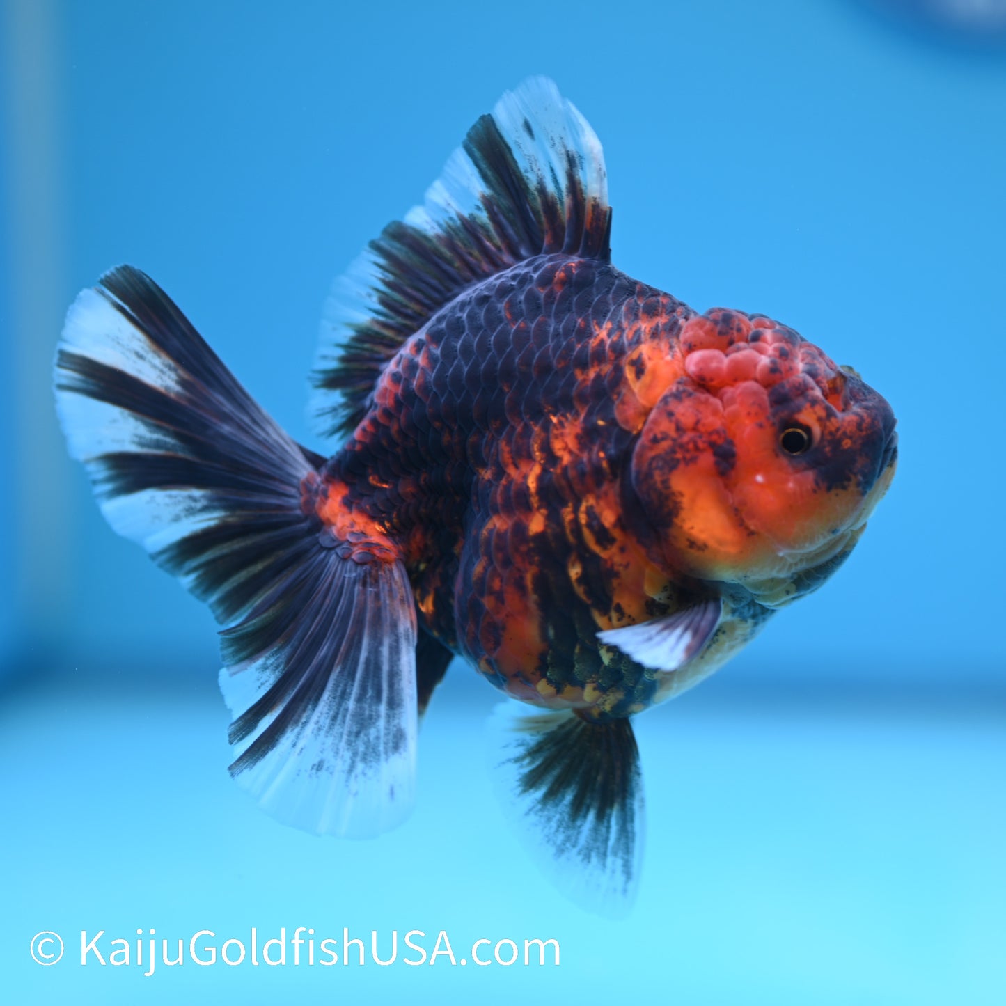 Tiger Rose Tail Oranda 4 inches (240426_OR11) - Kaiju Goldfish USA