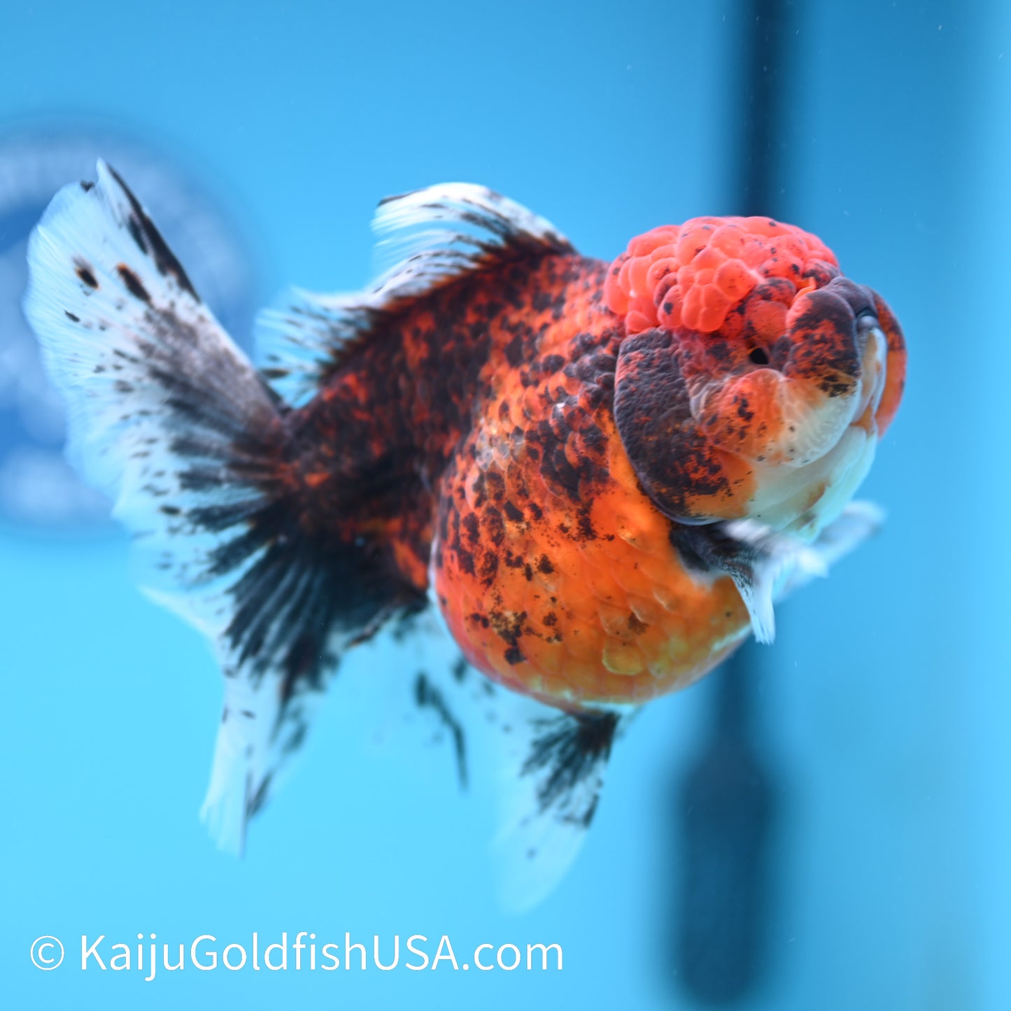 Red Calico Rose Tail Oranda 5.5-6 inches (240308_OR11) - Kaiju Goldfish USA