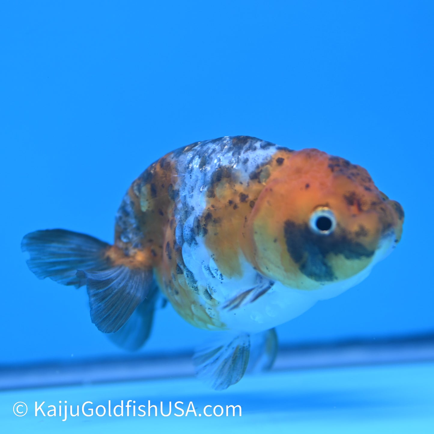 Calico Ranchu 3.5-4 inches (240301_RC11) - Kaiju Goldfish USA