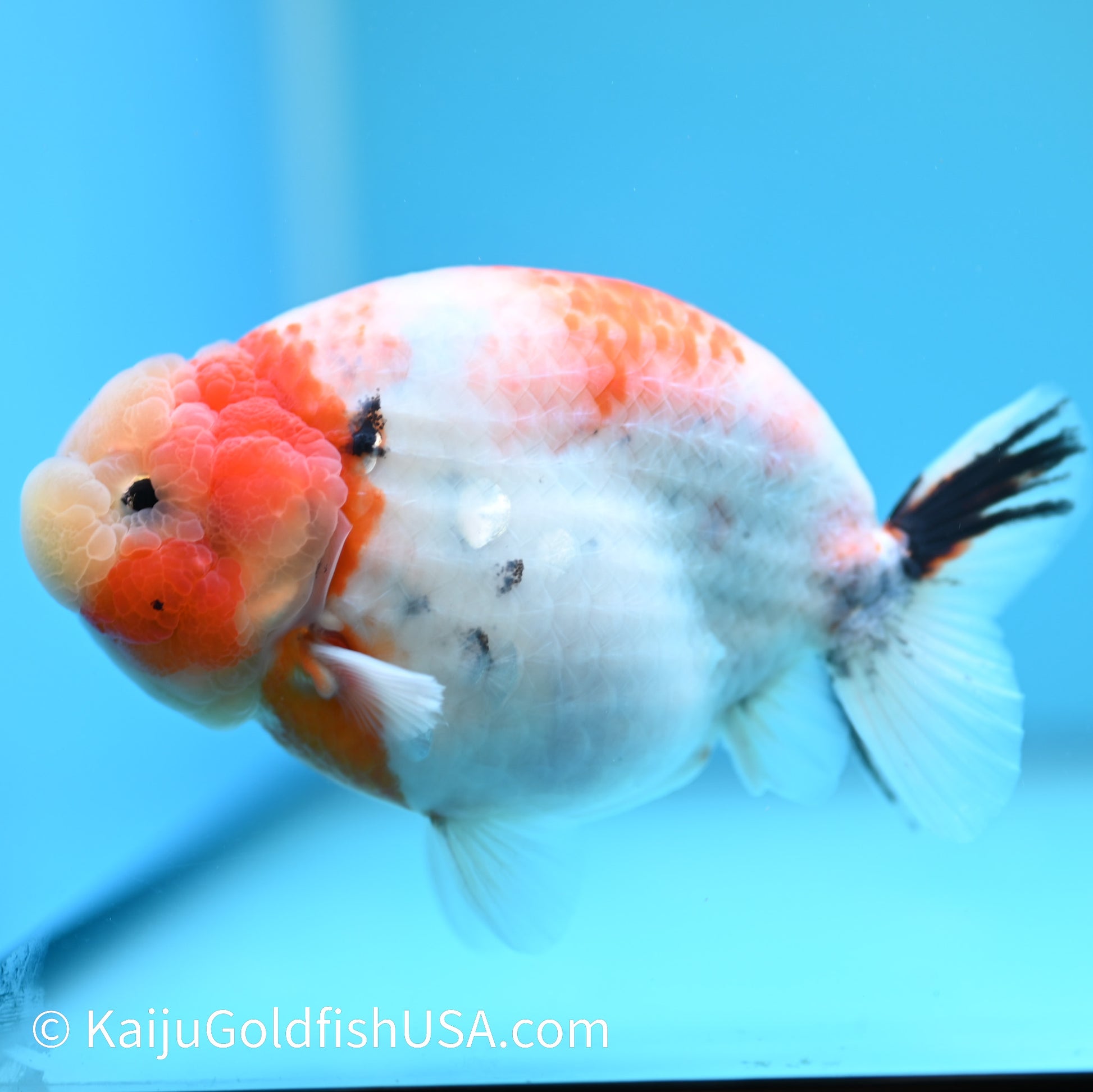 Tricolor Sakura Ranchu 5.5 inches(240510_RC11) - Kaiju Goldfish USA