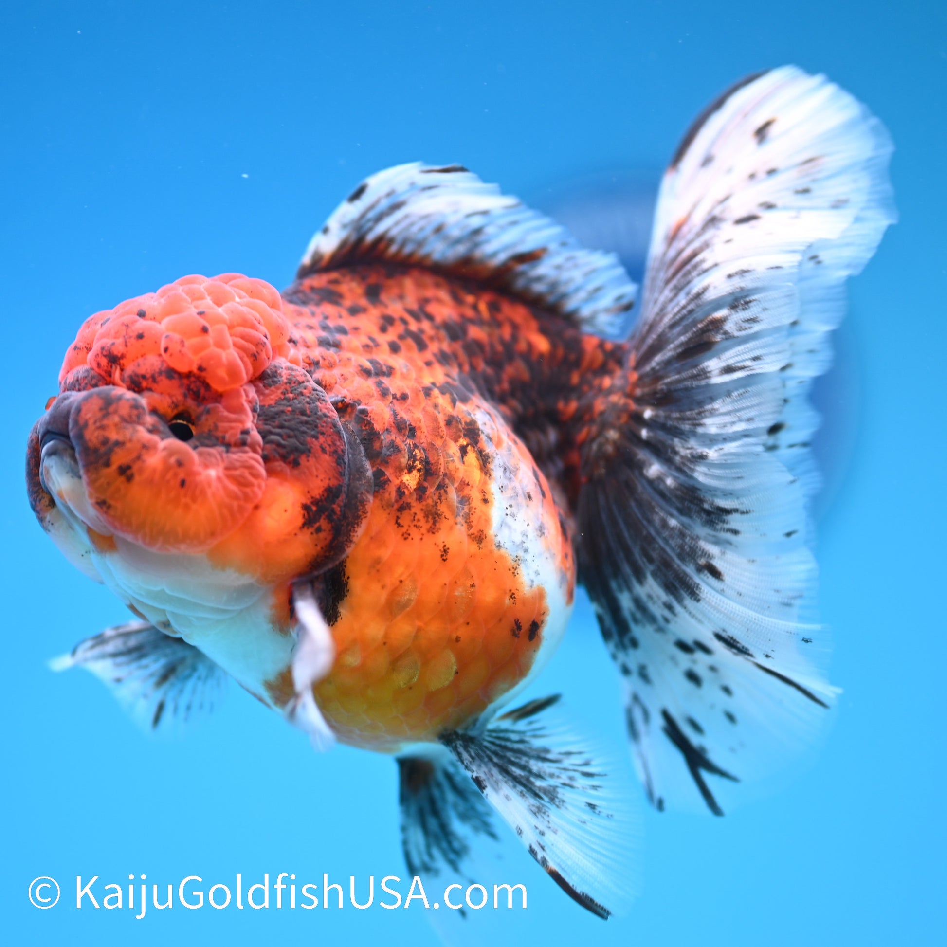 Red Calico Rose Tail Oranda 5.5-6 inches (240308_OR11) - Kaiju Goldfish USA