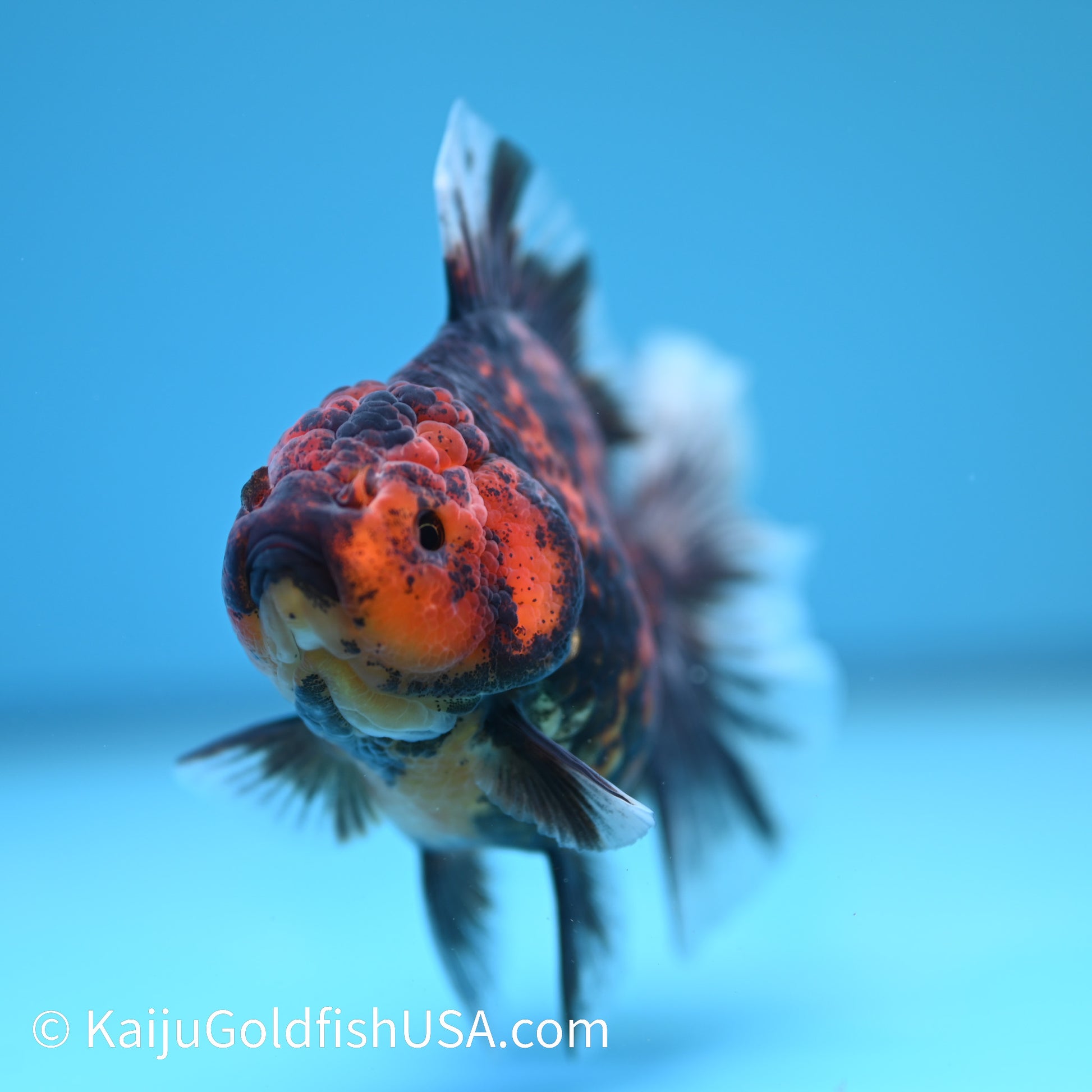 Tiger Rose Tail Oranda 4 inches (240426_OR11) - Kaiju Goldfish USA