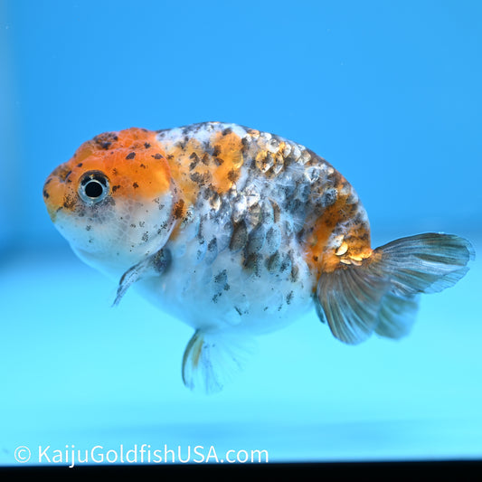 Calico Ranchu 3.5-4 inches (240301_RC11) - Kaiju Goldfish USA