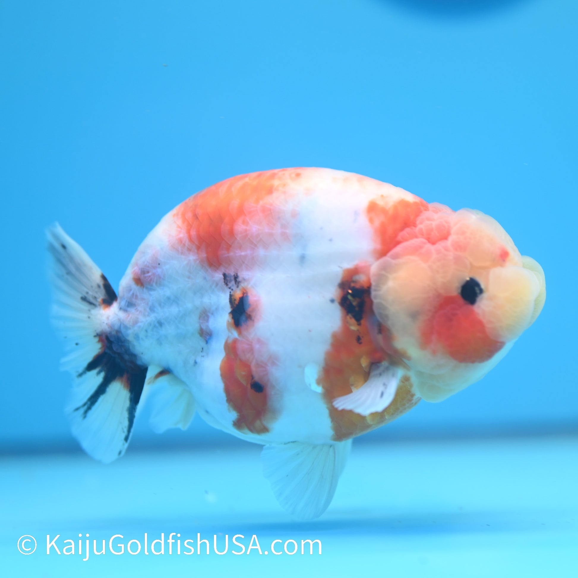 Tricolor Sakura Ranchu 5.5 inches(240510_RC11) - Kaiju Goldfish USA