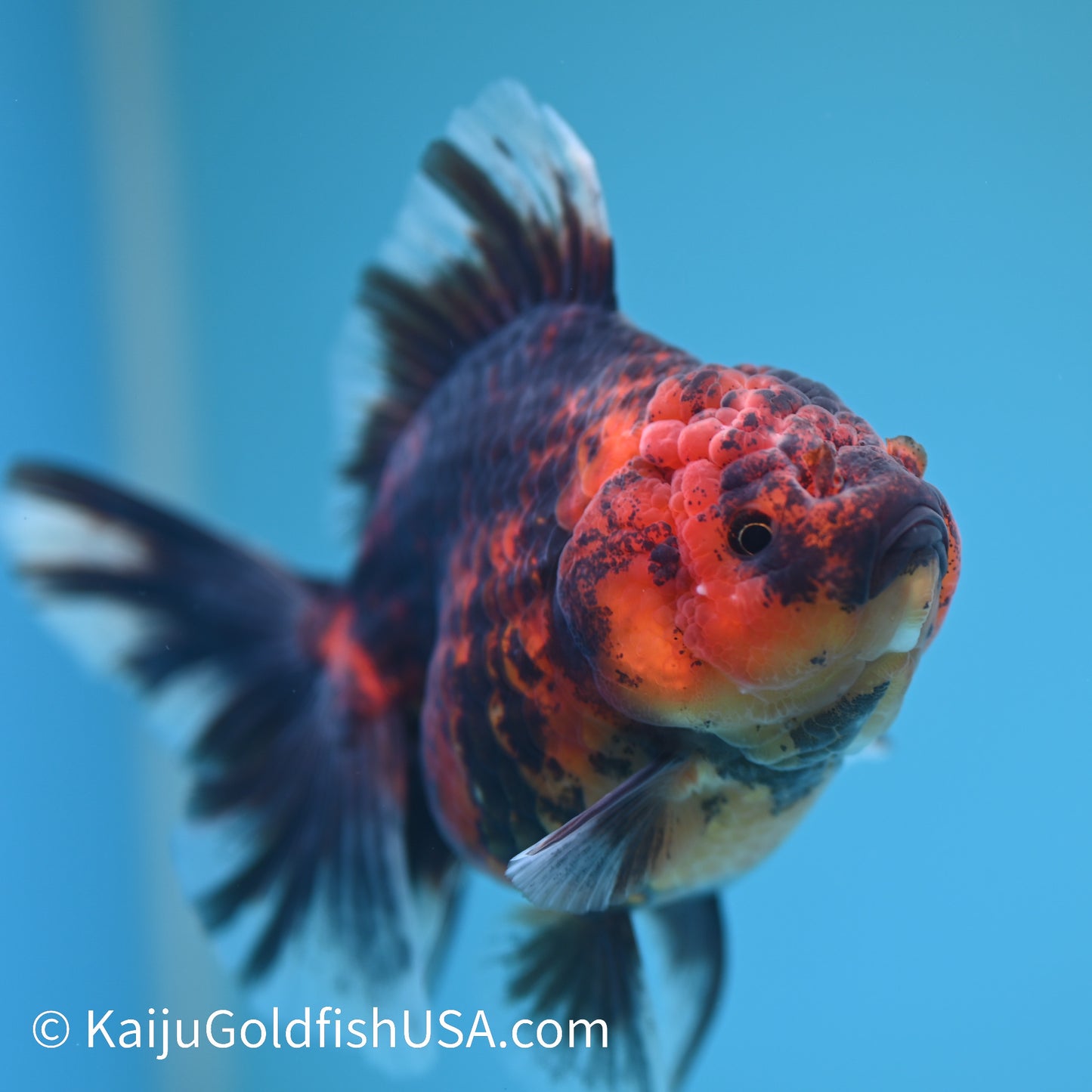 Tiger Rose Tail Oranda 4 inches (240426_OR11) - Kaiju Goldfish USA