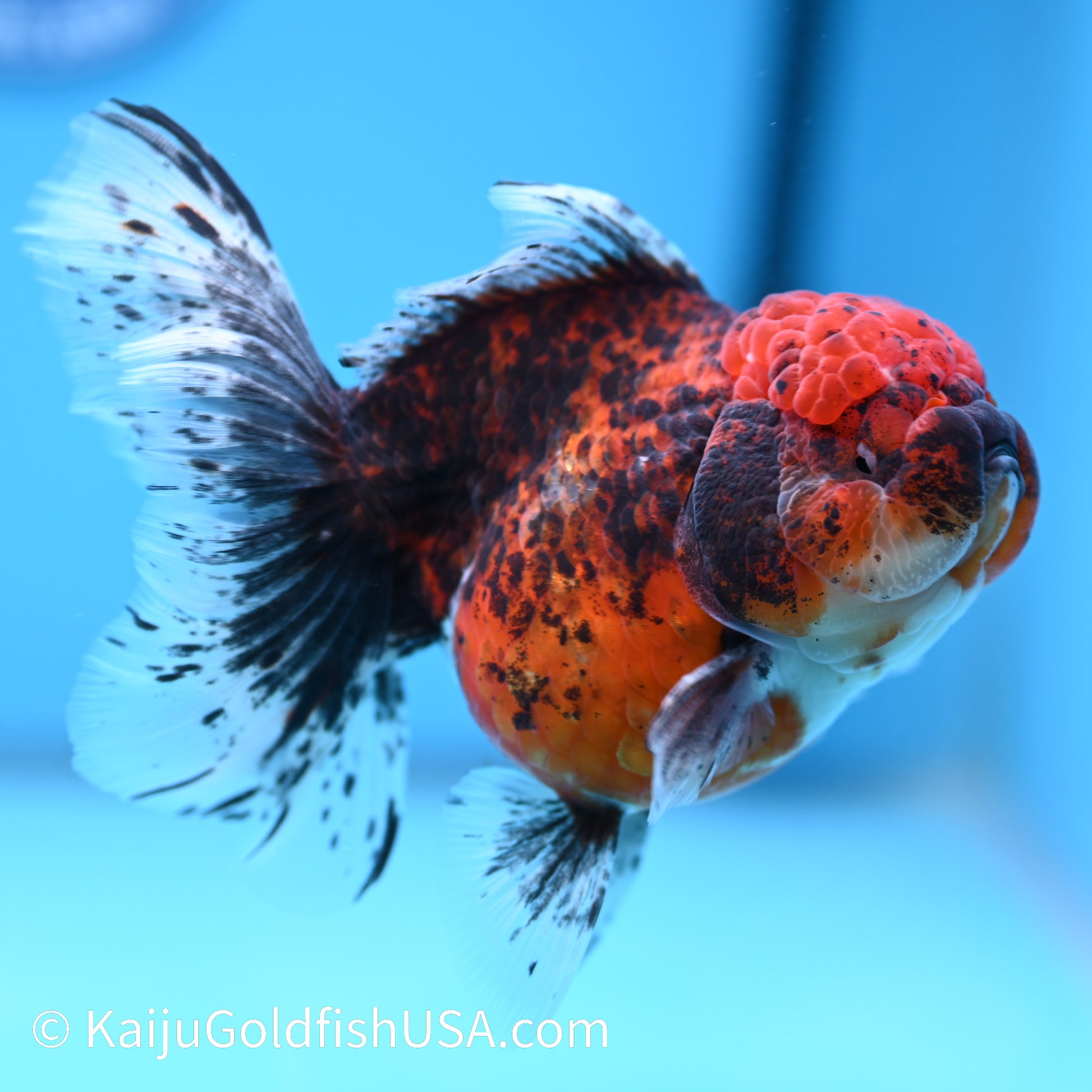 Red Calico Rose Tail Oranda 5.5-6 inches (240308_OR11) - Kaiju Goldfish USA