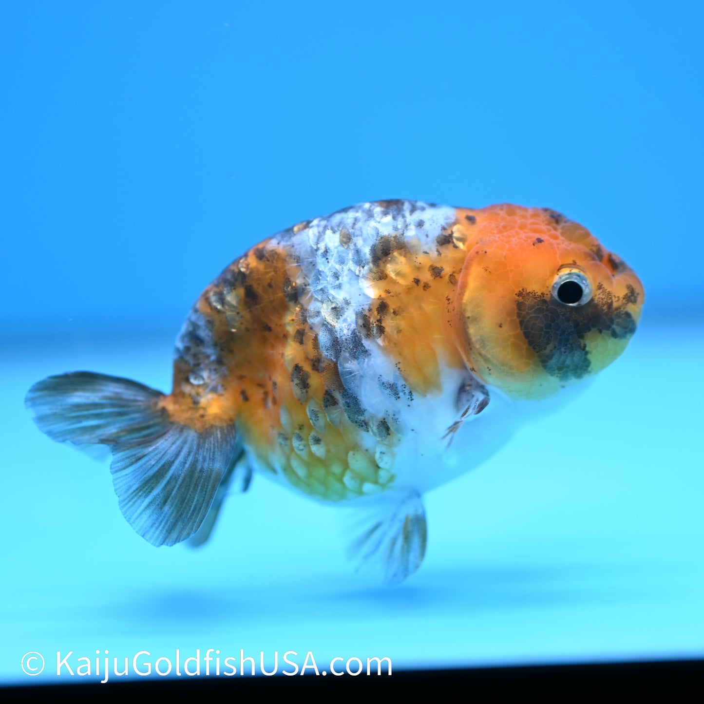 Calico Ranchu 3.5-4 inches (240301_RC11) - Kaiju Goldfish USA