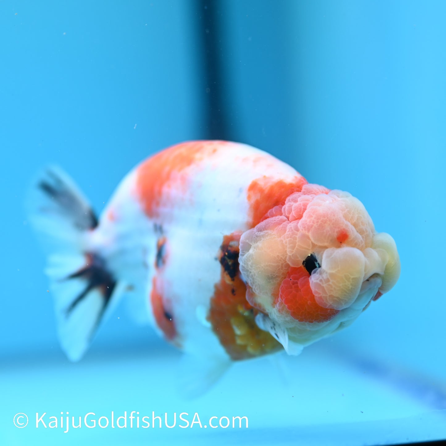 Tricolor Sakura Ranchu 5.5 inches(240510_RC11) - Kaiju Goldfish USA