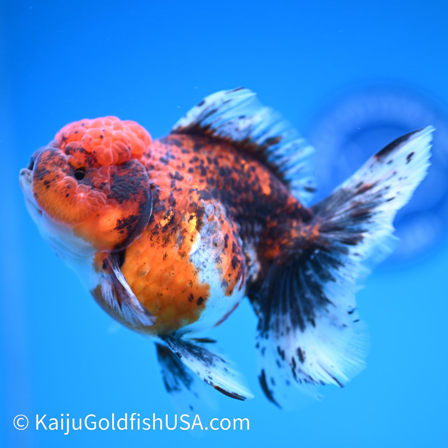 Red Calico Rose Tail Oranda 5.5-6 inches (240308_OR11) - Kaiju Goldfish USA