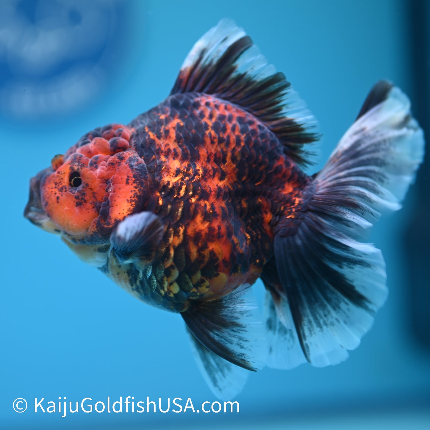 Tiger Rose Tail Oranda 4 inches (240426_OR11) - Kaiju Goldfish USA