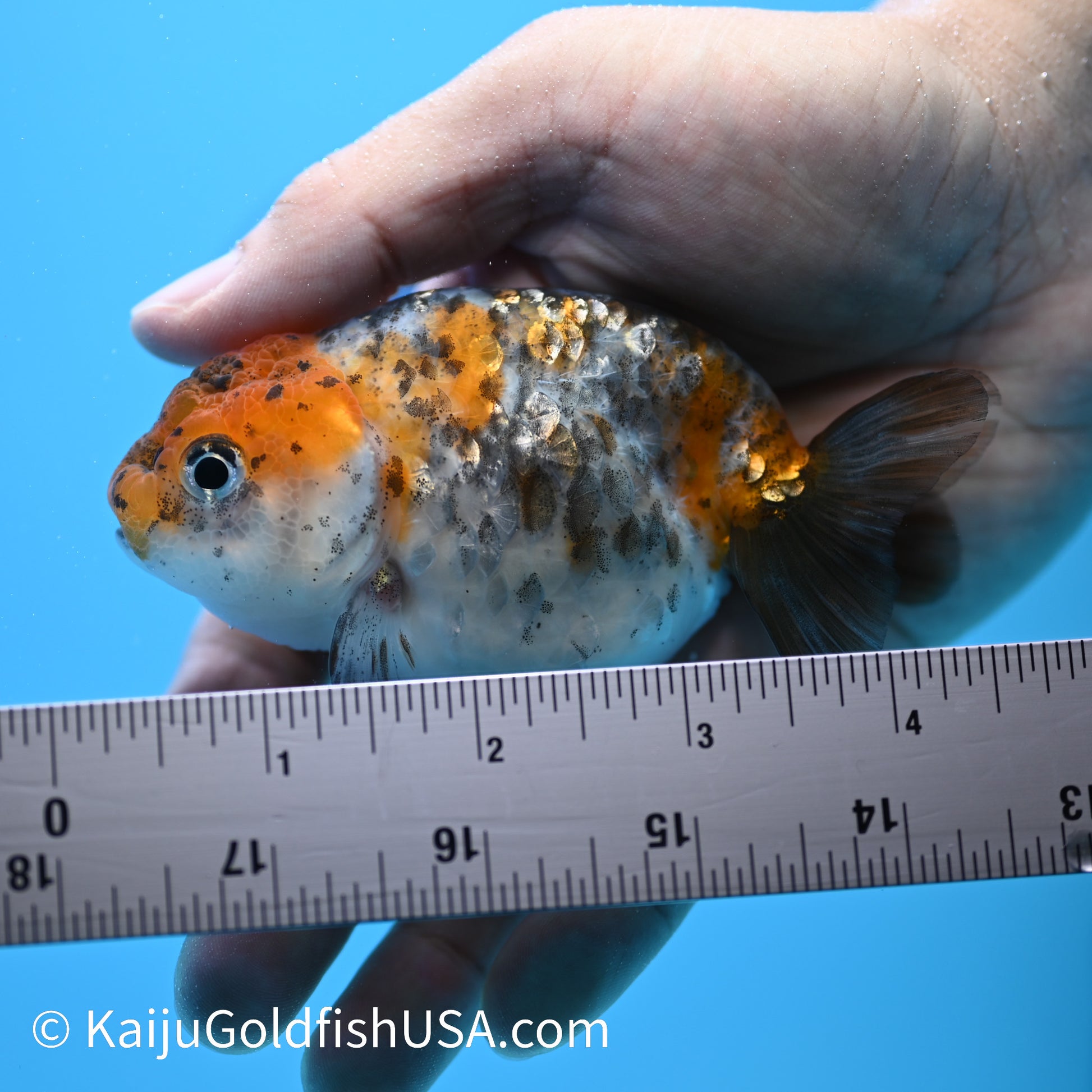 Calico Ranchu 3.5-4 inches (240301_RC11) - Kaiju Goldfish USA