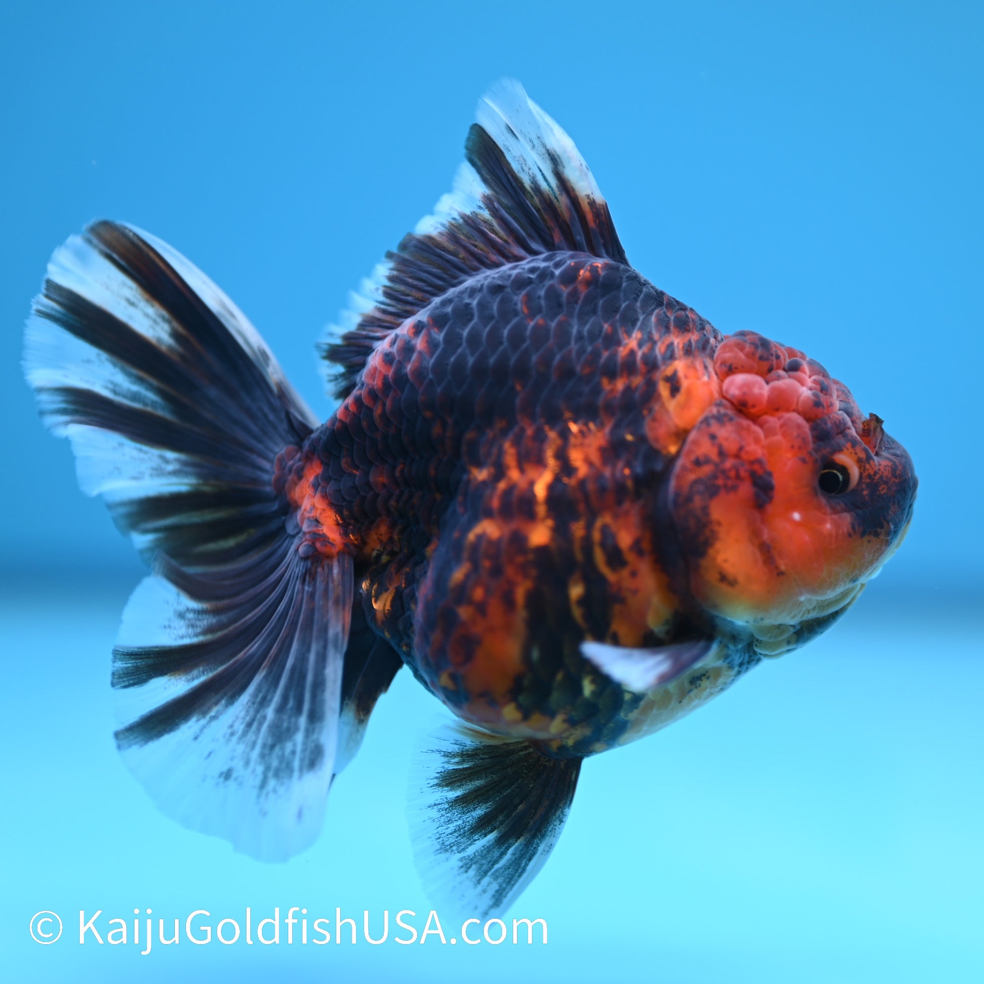 Tiger Rose Tail Oranda 4 inches (240426_OR11) - Kaiju Goldfish USA