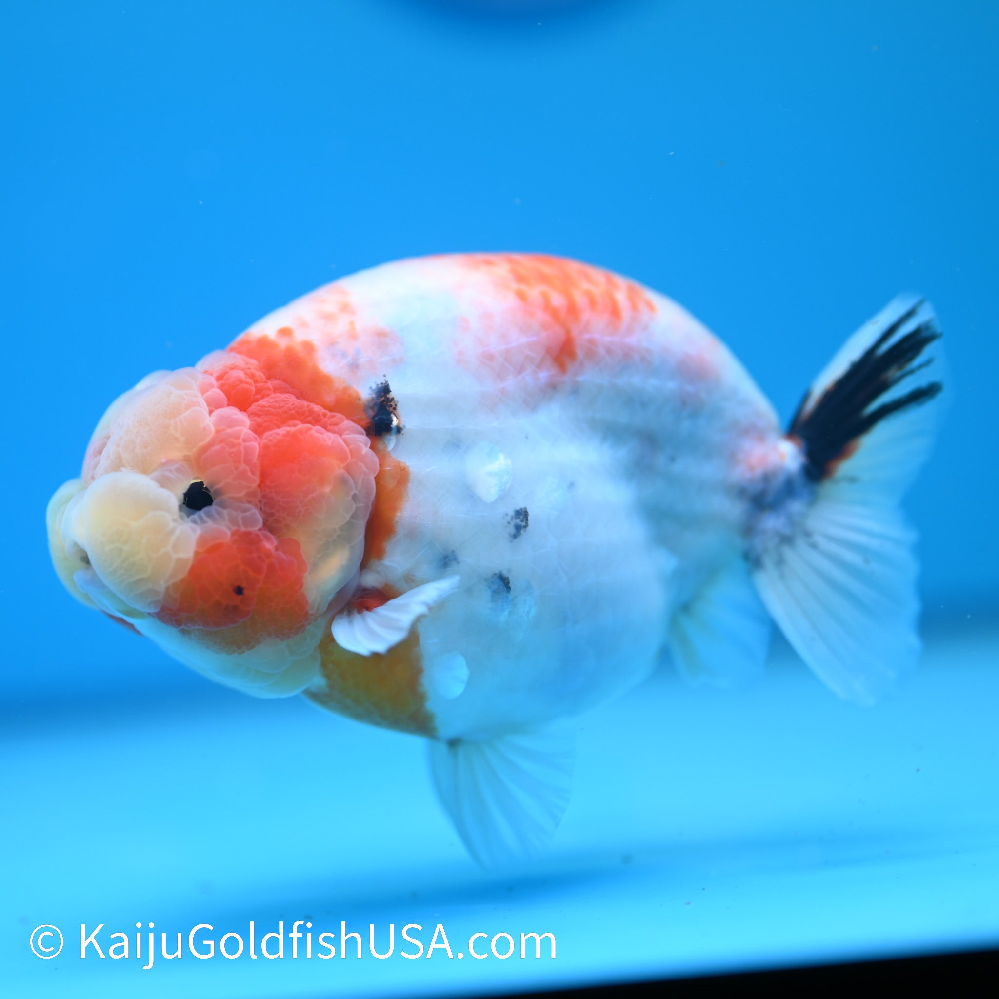Tricolor Sakura Ranchu | Kaiju Goldfish USA
