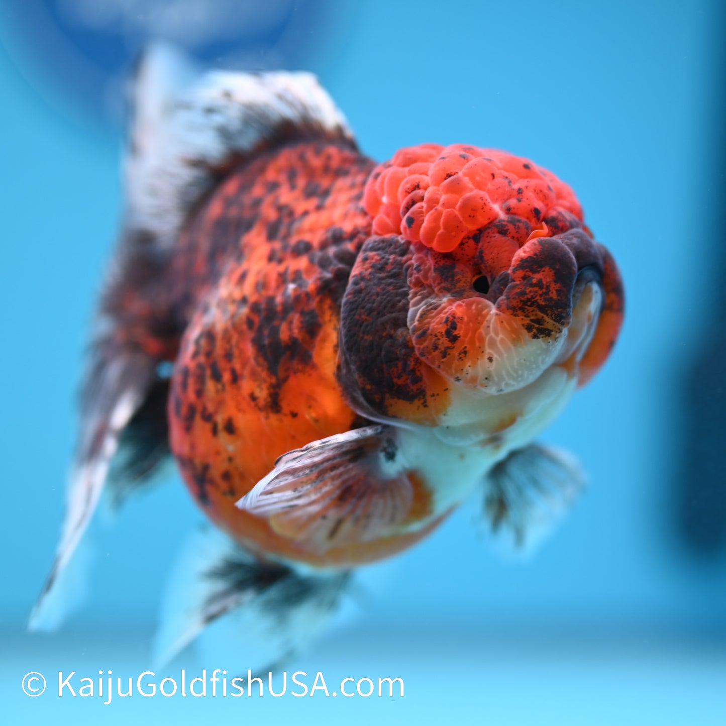 Red Calico Rose Tail Oranda 5.5-6 inches (240308_OR11) - Kaiju Goldfish USA