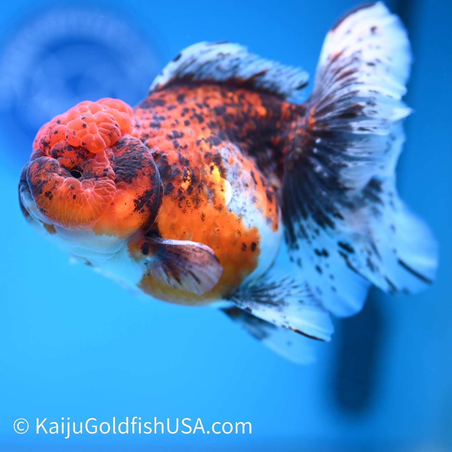 Red Calico Rose Tail Oranda 5.5-6 inches (240308_OR11) - Kaiju Goldfish USA