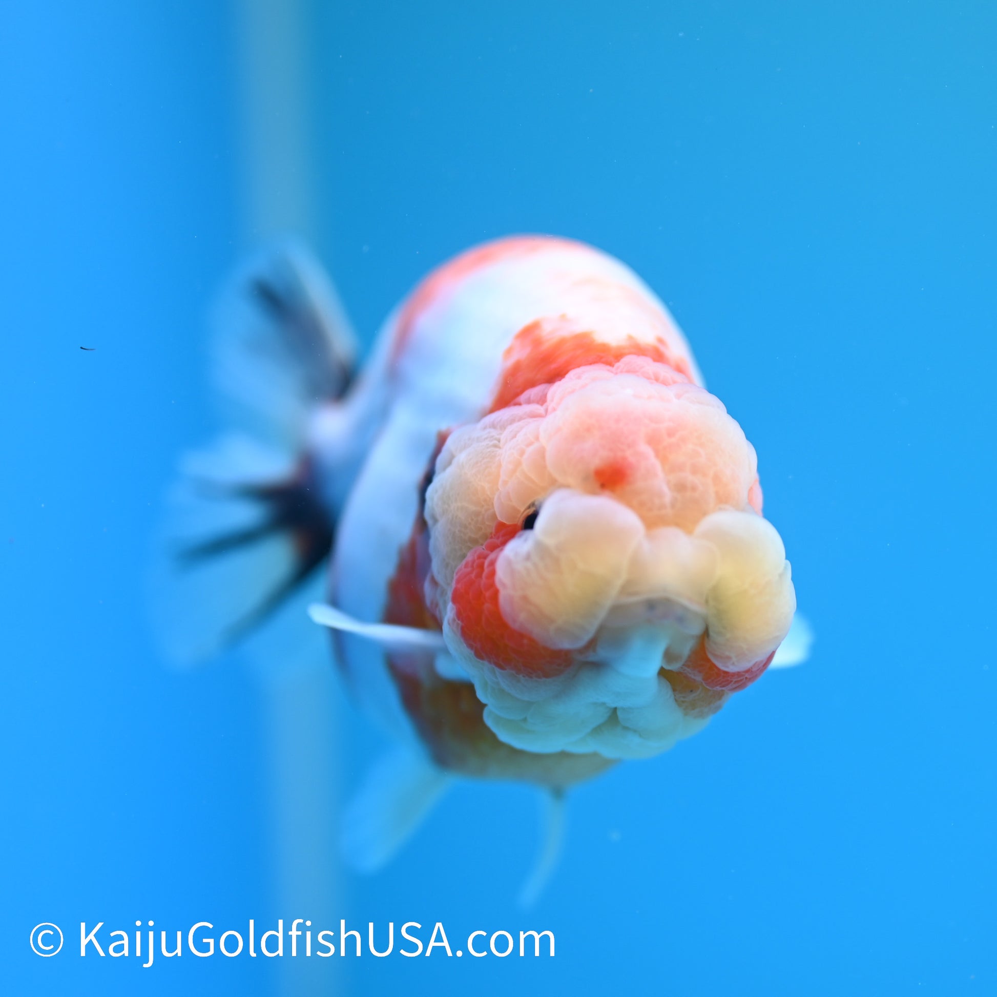 Tricolor Sakura Ranchu 5.5 inches(240510_RC11) - Kaiju Goldfish USA