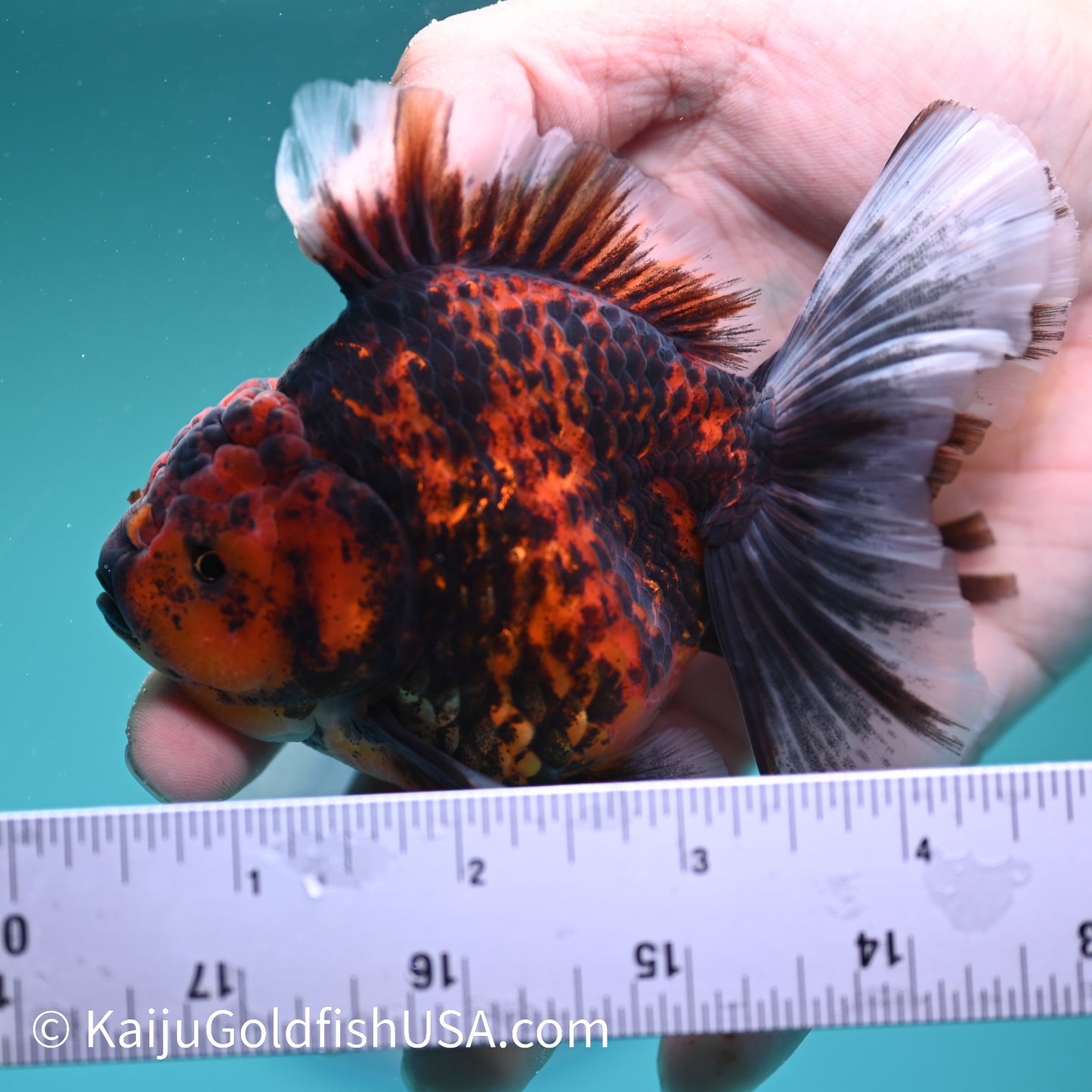 Tiger Rose Tail Oranda 4 inches (240426_OR11) - Kaiju Goldfish USA