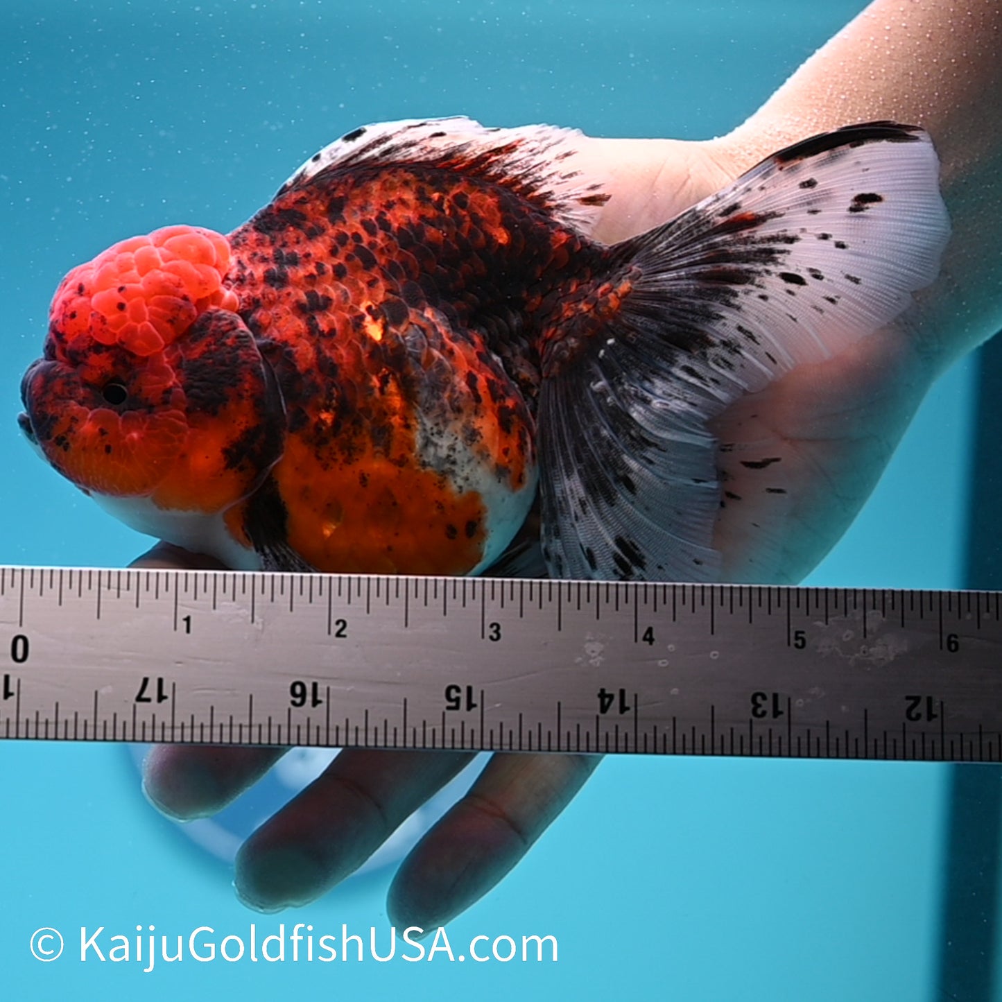 Red Calico Rose Tail Oranda 5.5-6 inches (240308_OR11) - Kaiju Goldfish USA