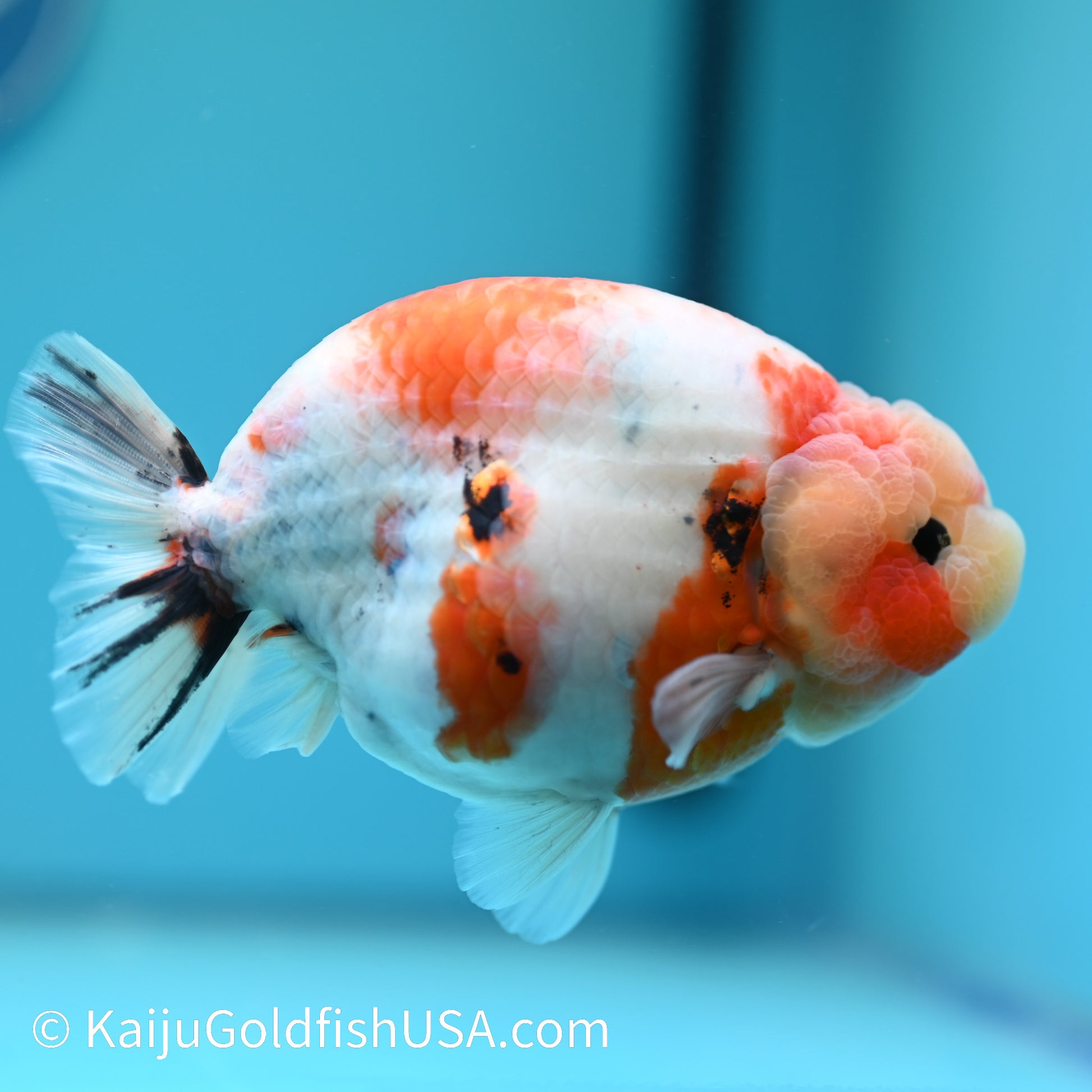 Tricolor Sakura Ranchu 5.5 inches(240510_RC11) - Kaiju Goldfish USA