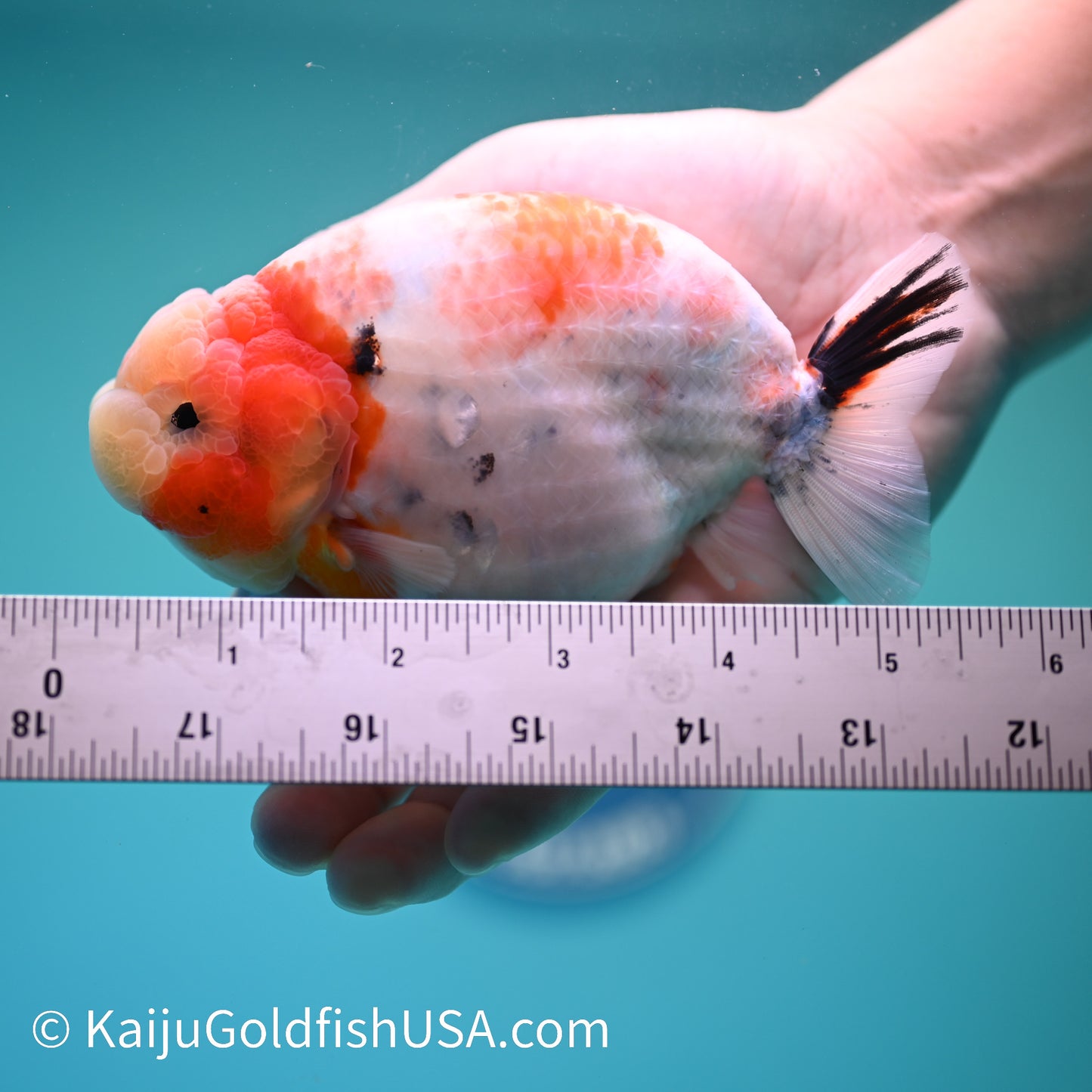 Tricolor Sakura Ranchu 5.5 inches(240510_RC11) - Kaiju Goldfish USA