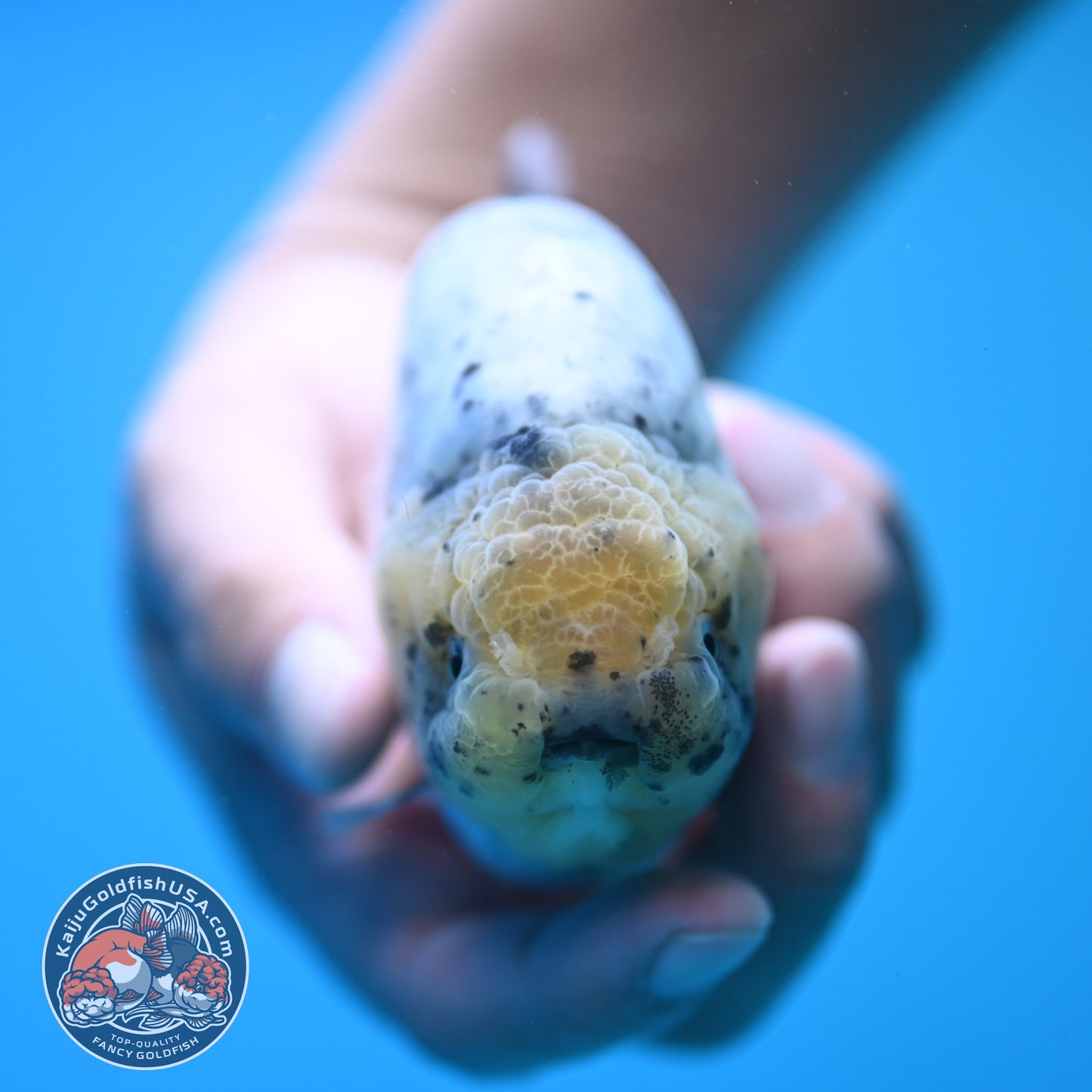 Blue Base Marble Ranchu 4.5 inch Body (250815_RC11)